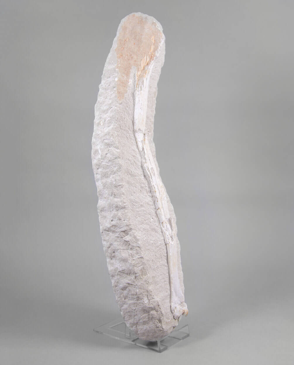 A museum-standard rare fossil Odontopteryx gigas bird bone for sale measuring 1.7 feet at THE FOSSIL STORE