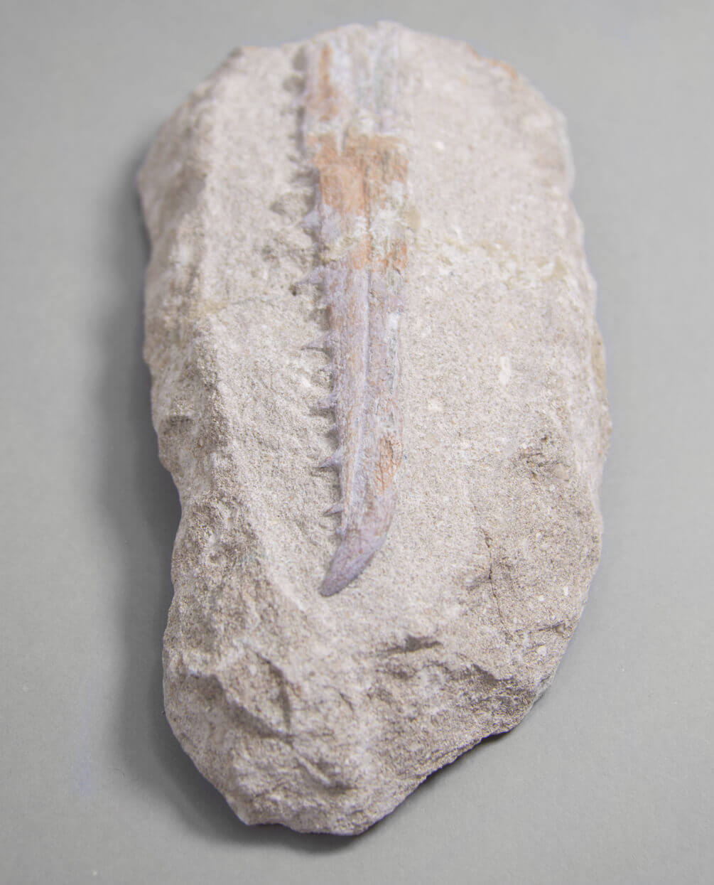 A museum-standard rare fossil Odontopteryx gigas bird jaw for sale measuring 180mm at THE FOSSIL STORE