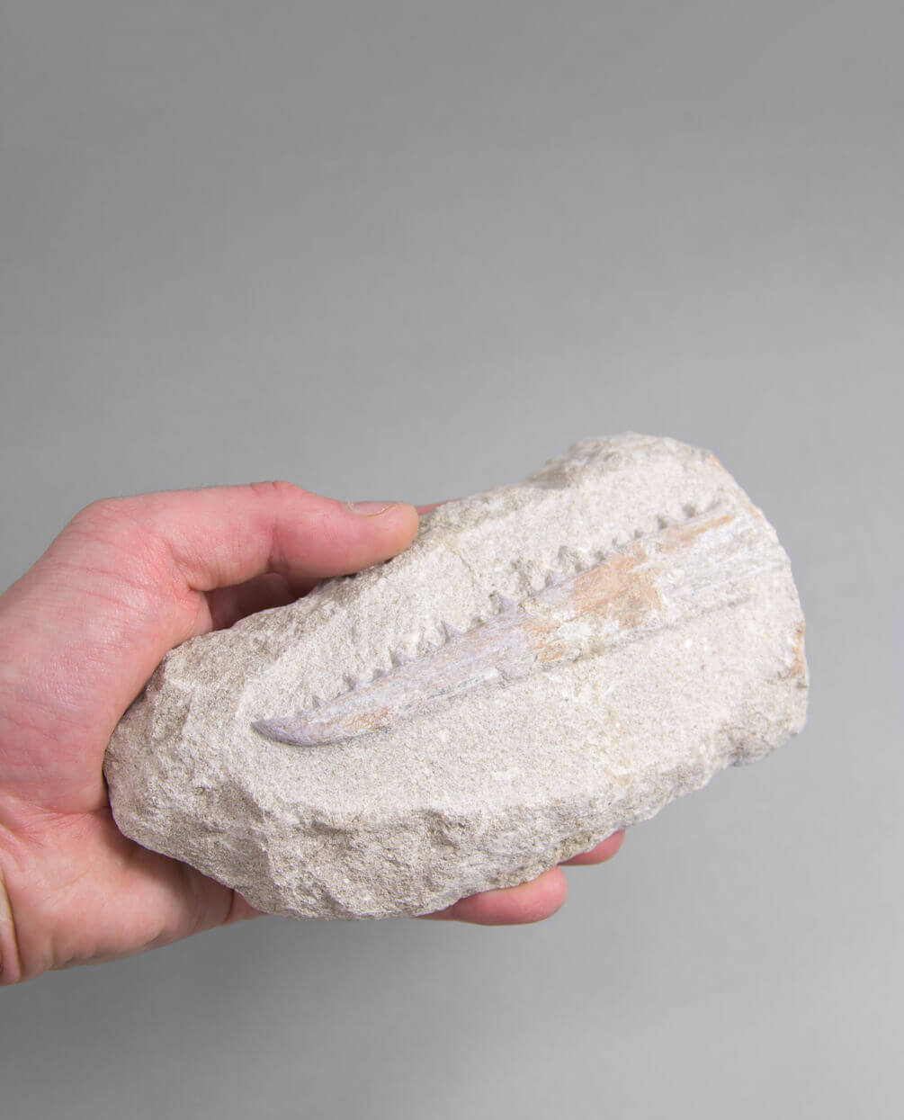 A museum-standard rare fossil Odontopteryx gigas bird jaw for sale measuring 180mm at THE FOSSIL STORE