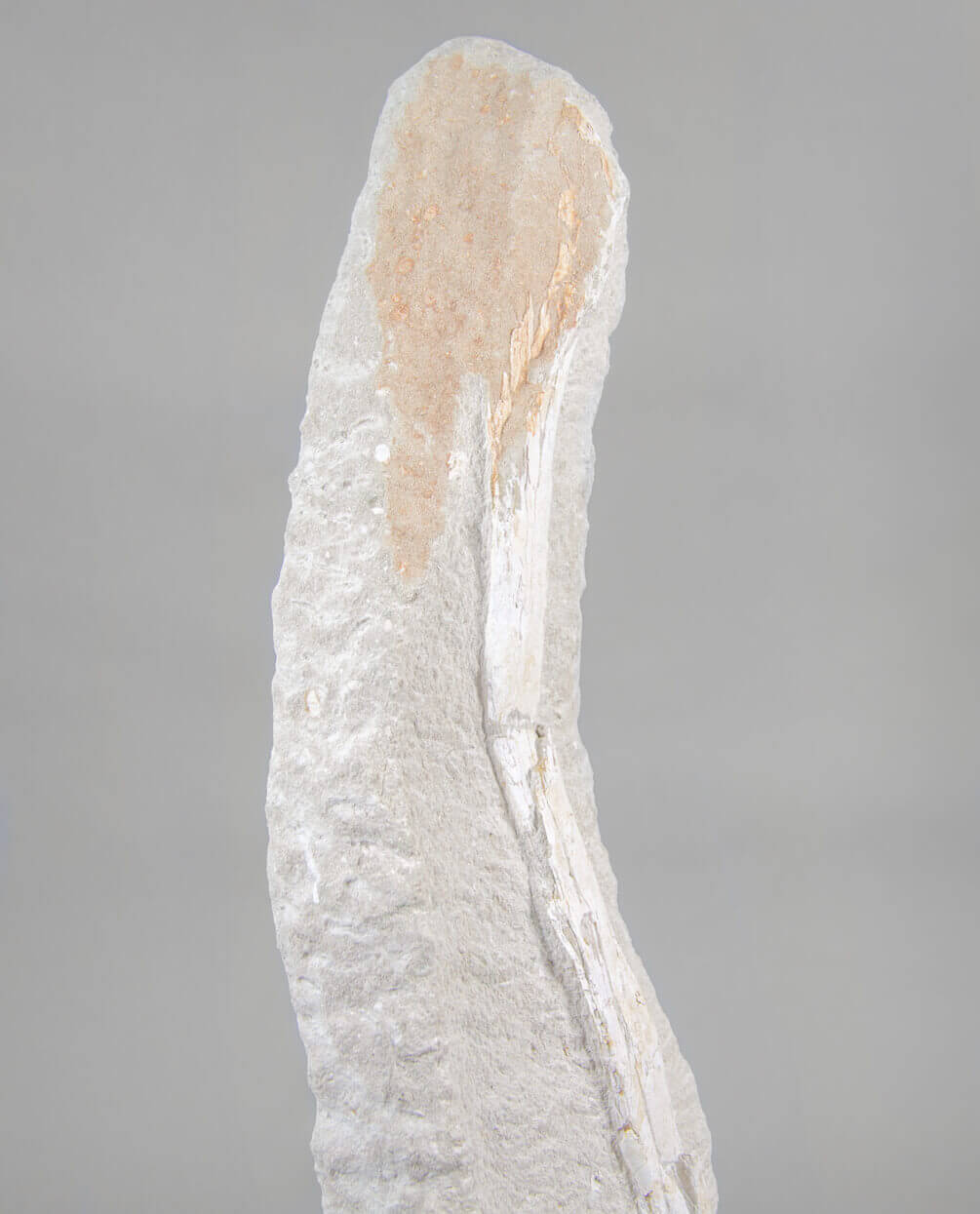 A museum-standard rare fossil Odontopteryx gigas bird bone for sale measuring 1.7 feet at THE FOSSIL STORE