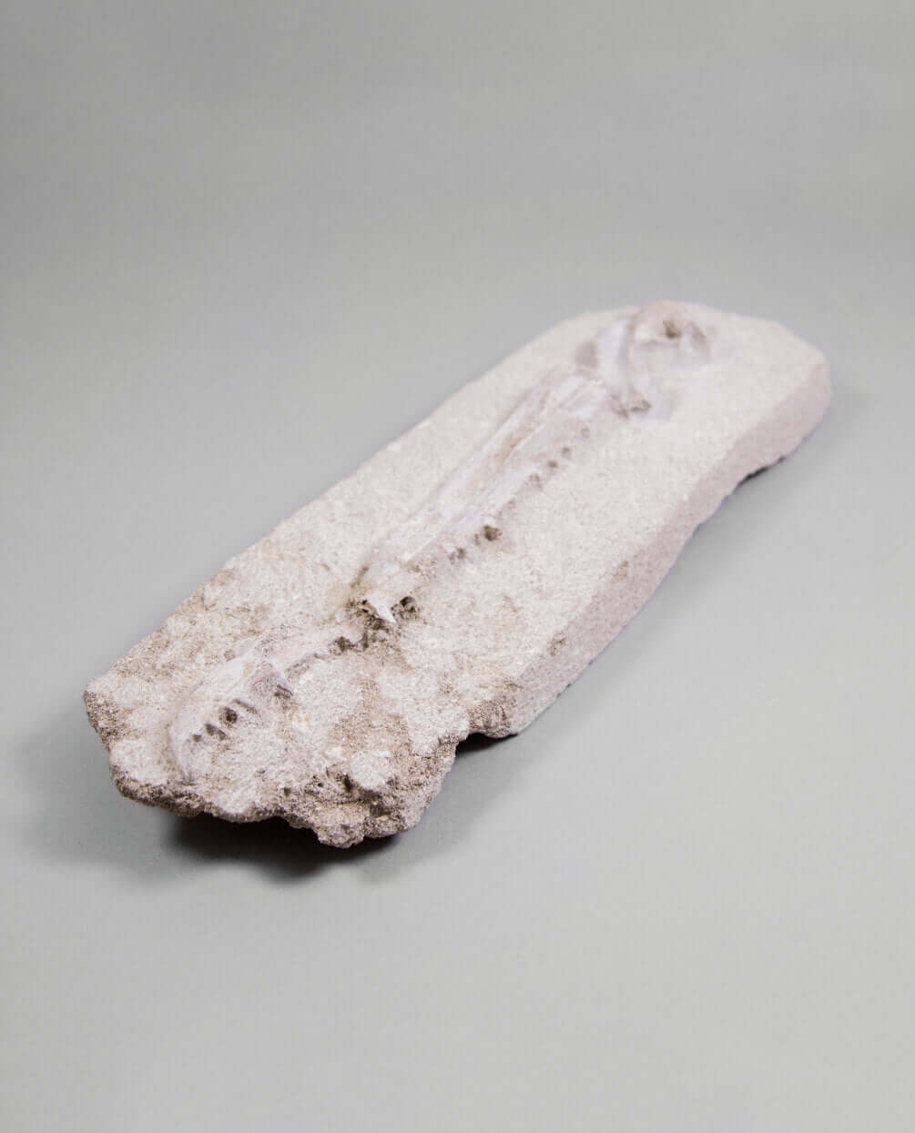 A museum-standard rare fossil Odontopteryx gigas bird jaw for sale measuring 315mm at THE FOSSIL STORE