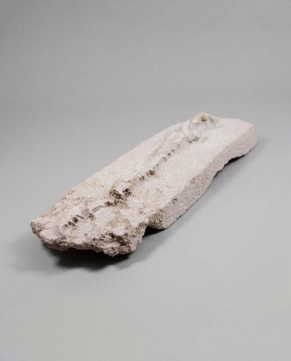 A museum-standard rare fossil Odontopteryx gigas bird jaw for sale measuring 315mm at THE FOSSIL STORE