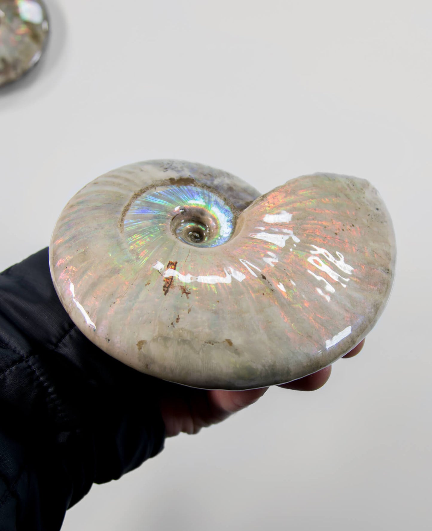 A beautifully excavated opalescent double-sided Cleoniceras ammonite fossil for sale measuring 130mm at THE FOSSIL STORE