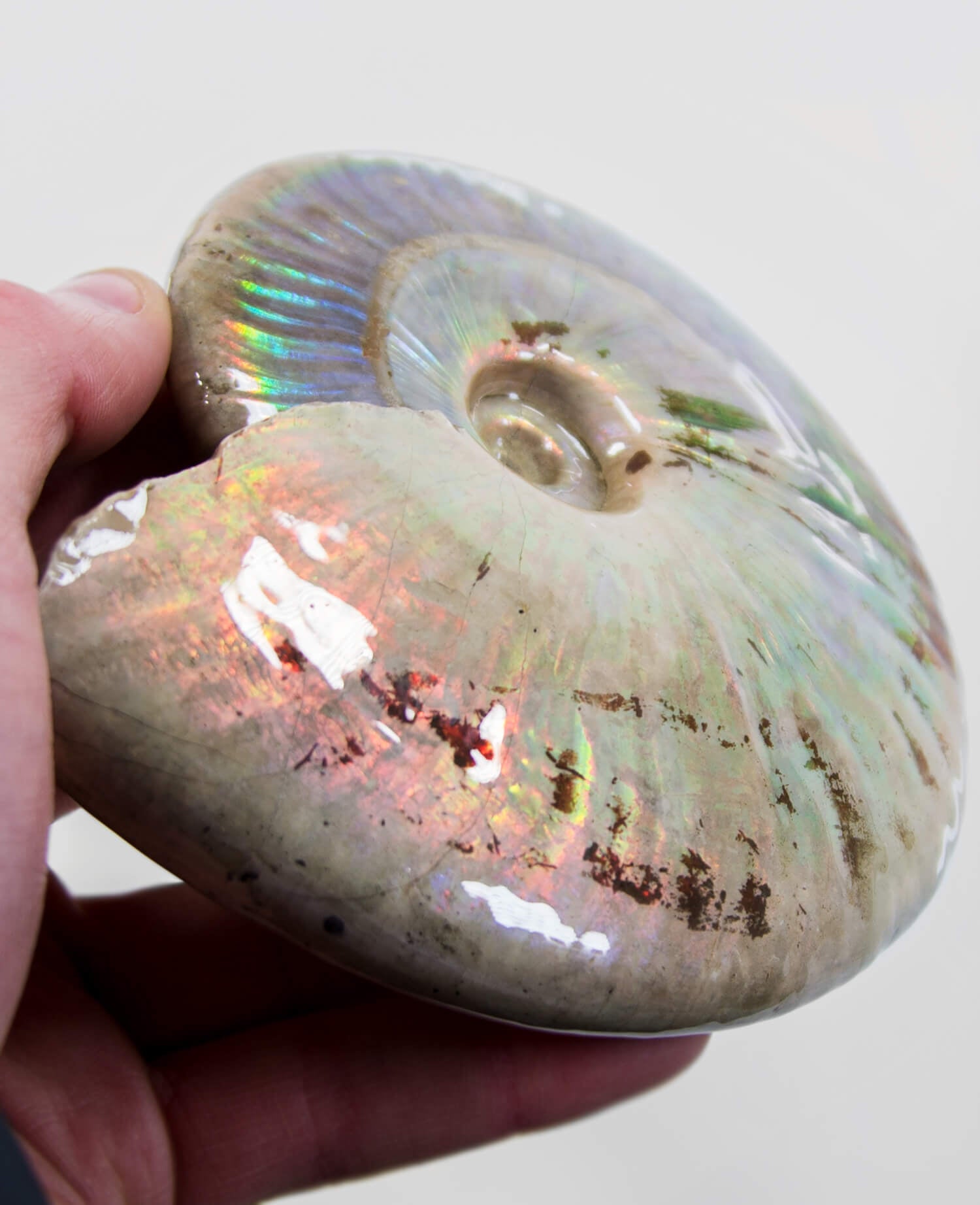 A beautifully excavated opalescent double-sided Cleoniceras ammonite fossil for sale measuring 130mm at THE FOSSIL STORE