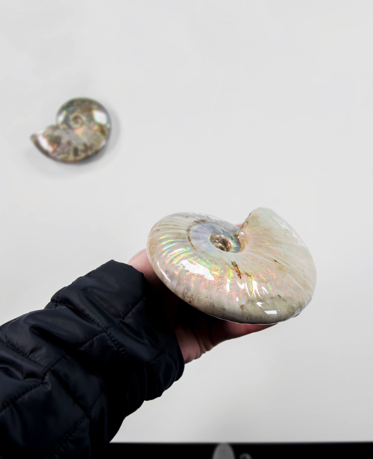 A beautifully excavated opalescent double-sided Cleoniceras ammonite fossil for sale measuring 130mm at THE FOSSIL STORE