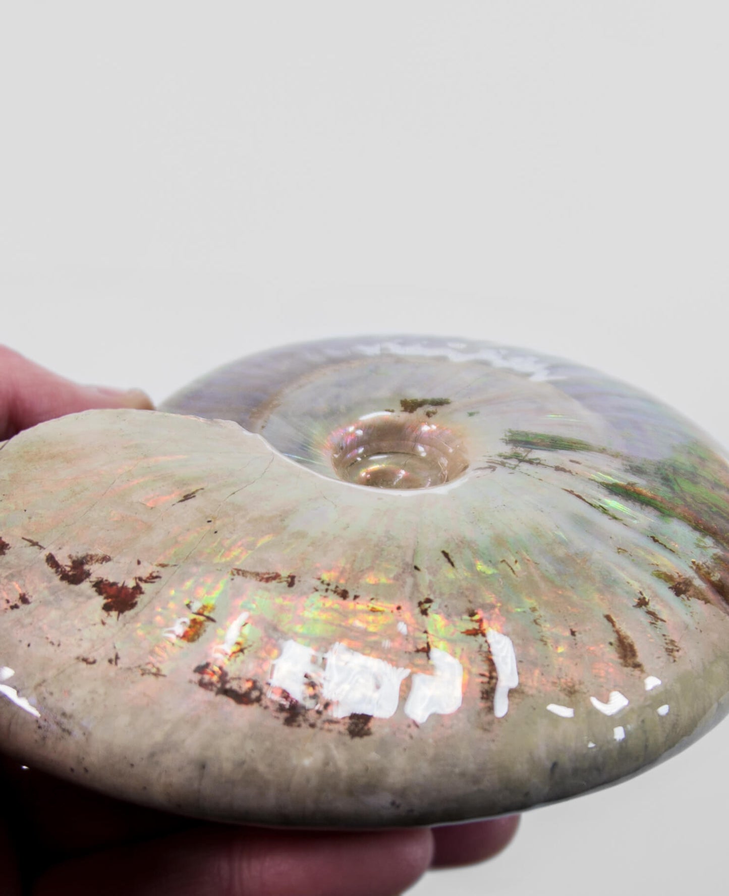 A beautifully excavated opalescent double-sided Cleoniceras ammonite fossil for sale measuring 130mm at THE FOSSIL STORE