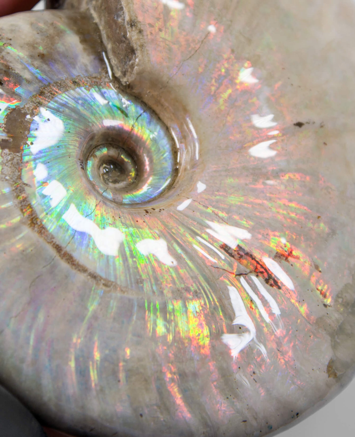 A beautifully excavated opalescent double-sided Cleoniceras ammonite fossil for sale measuring 130mm at THE FOSSIL STORE