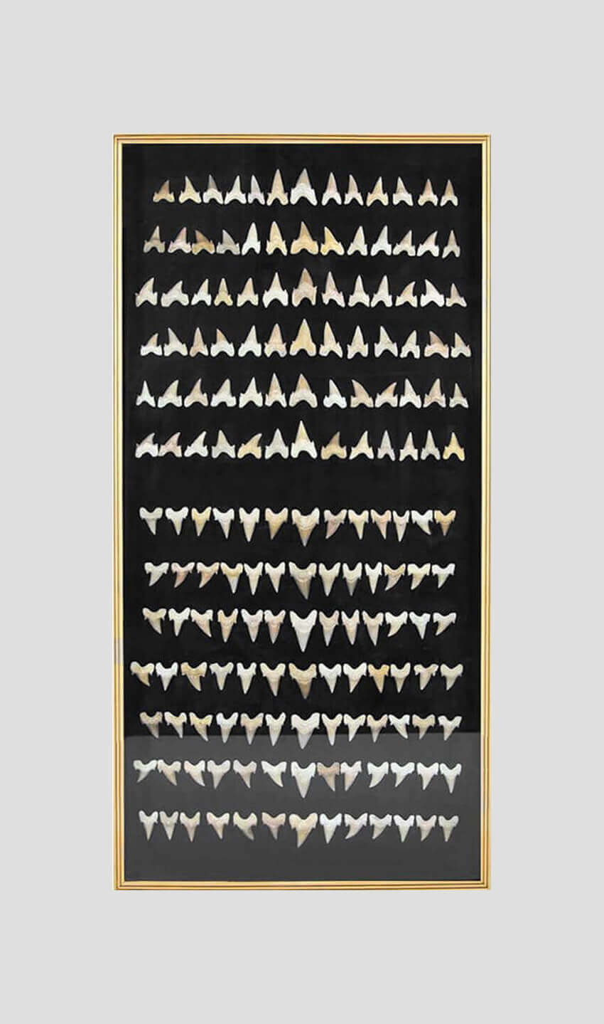 fossil otodus obliquus shark teeth frame for sale 55