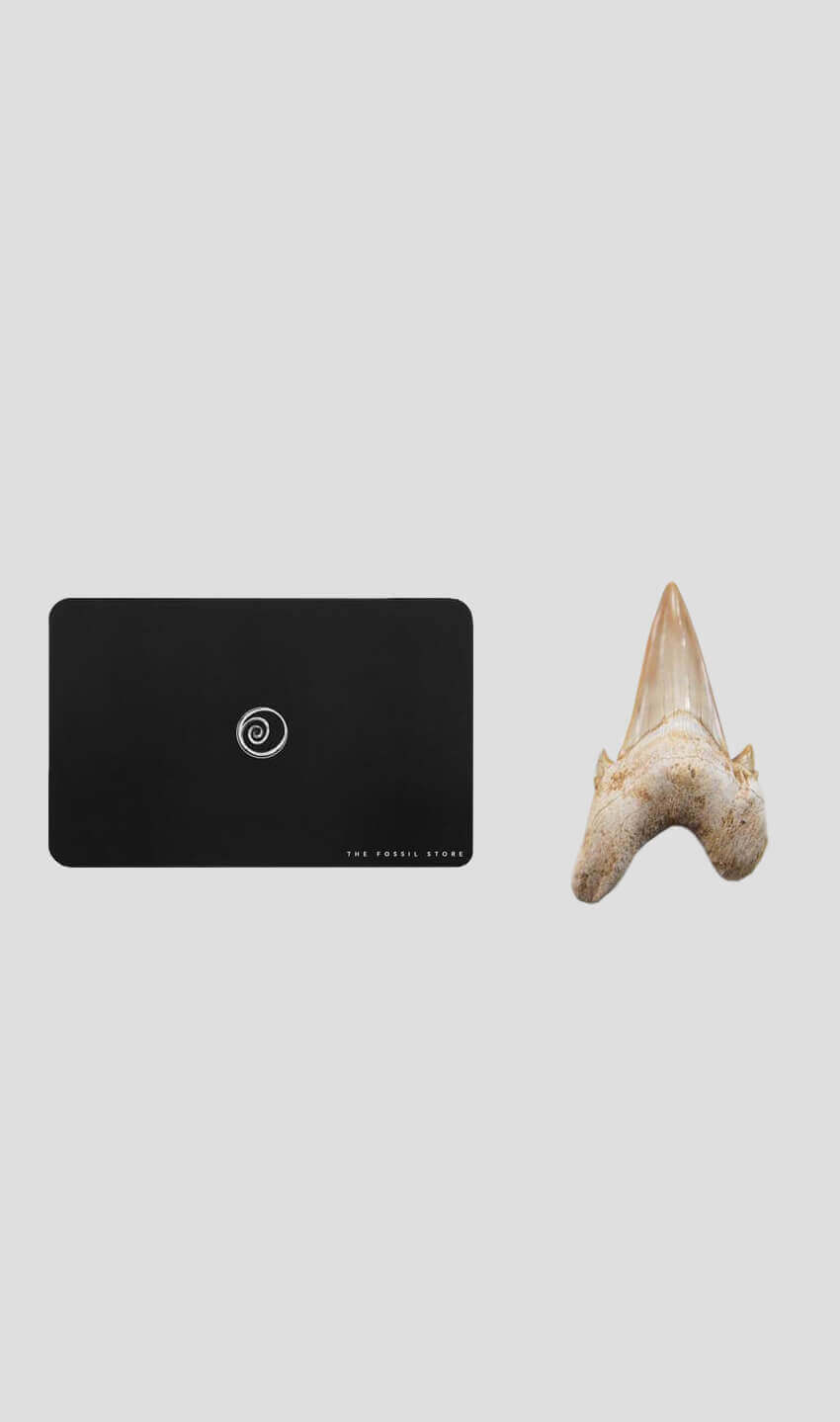 otodus obliques shark tooth 54