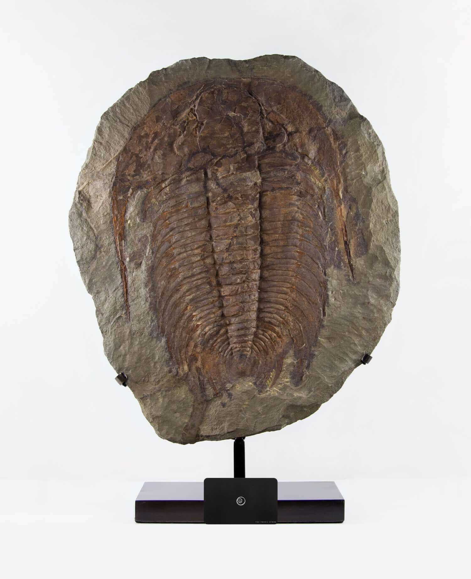 A museum-standard rare authentic Paradoxides acadoparadoxides measuring 620mm on THE FOSSIL STORE bronze stand series