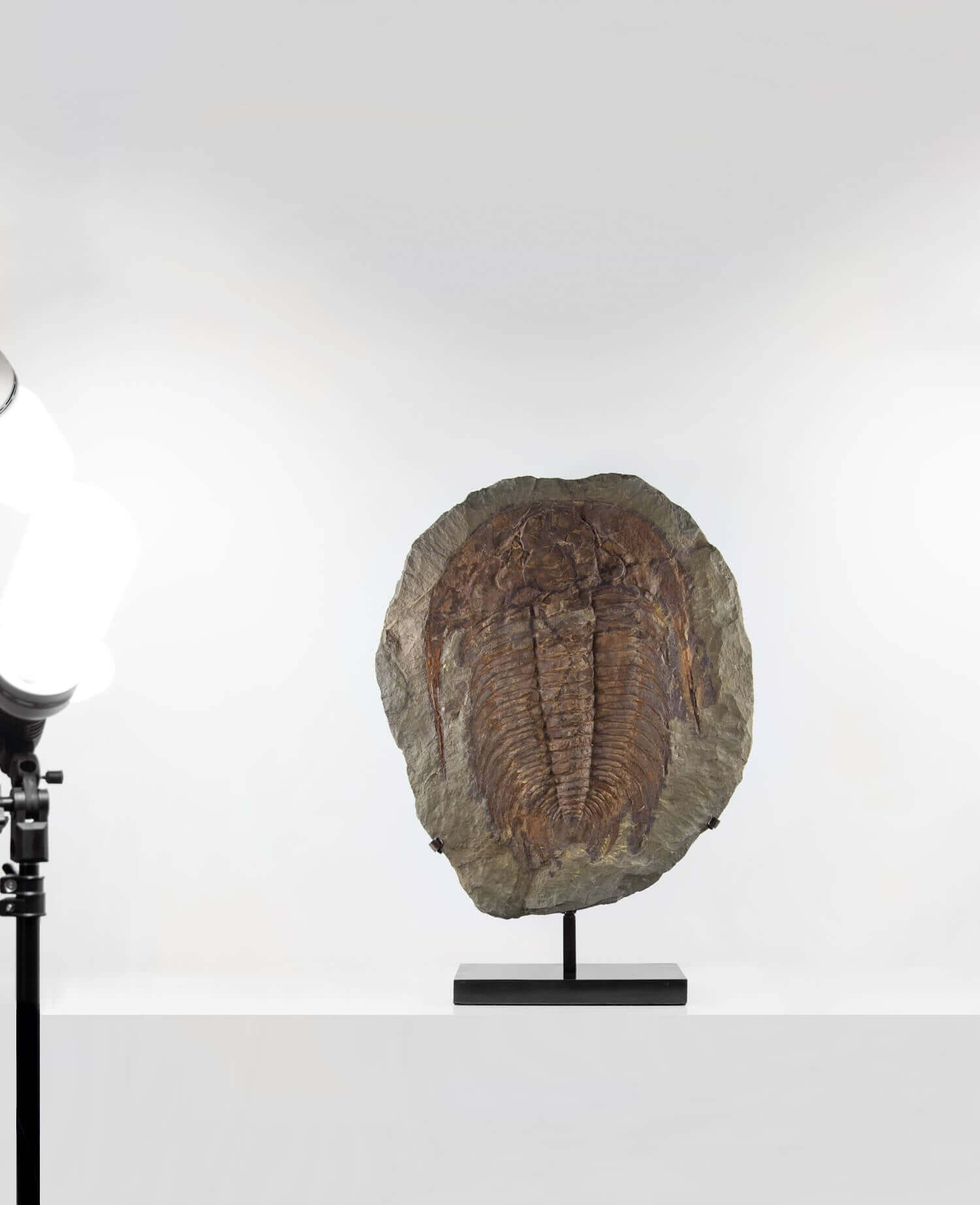 A museum-standard rare authentic Paradoxides acadoparadoxides measuring 620mm on THE FOSSIL STORE bronze stand series