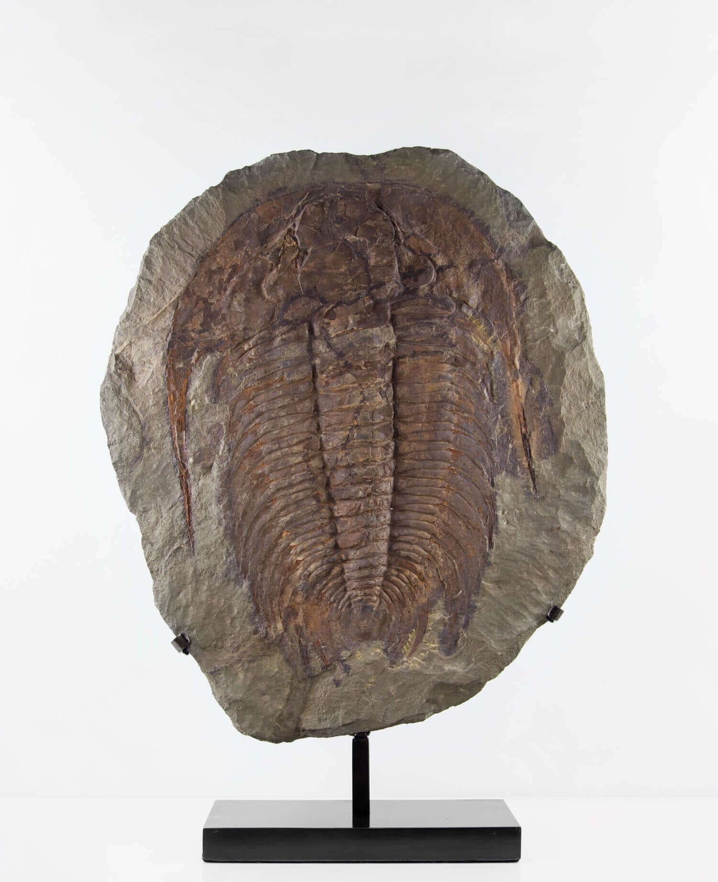 A museum-standard rare authentic Paradoxides acadoparadoxides measuring 620mm on THE FOSSIL STORE bronze stand series