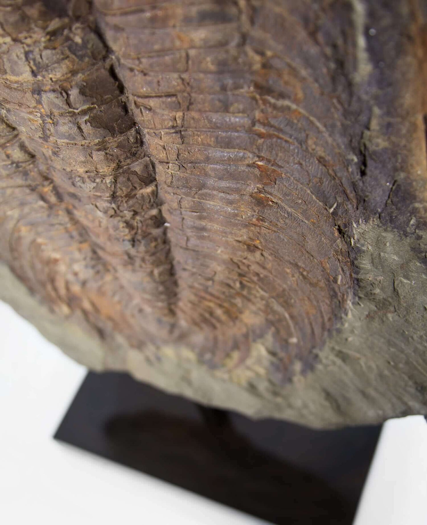 A museum-standard rare authentic Paradoxides acadoparadoxides measuring 620mm on THE FOSSIL STORE bronze stand series