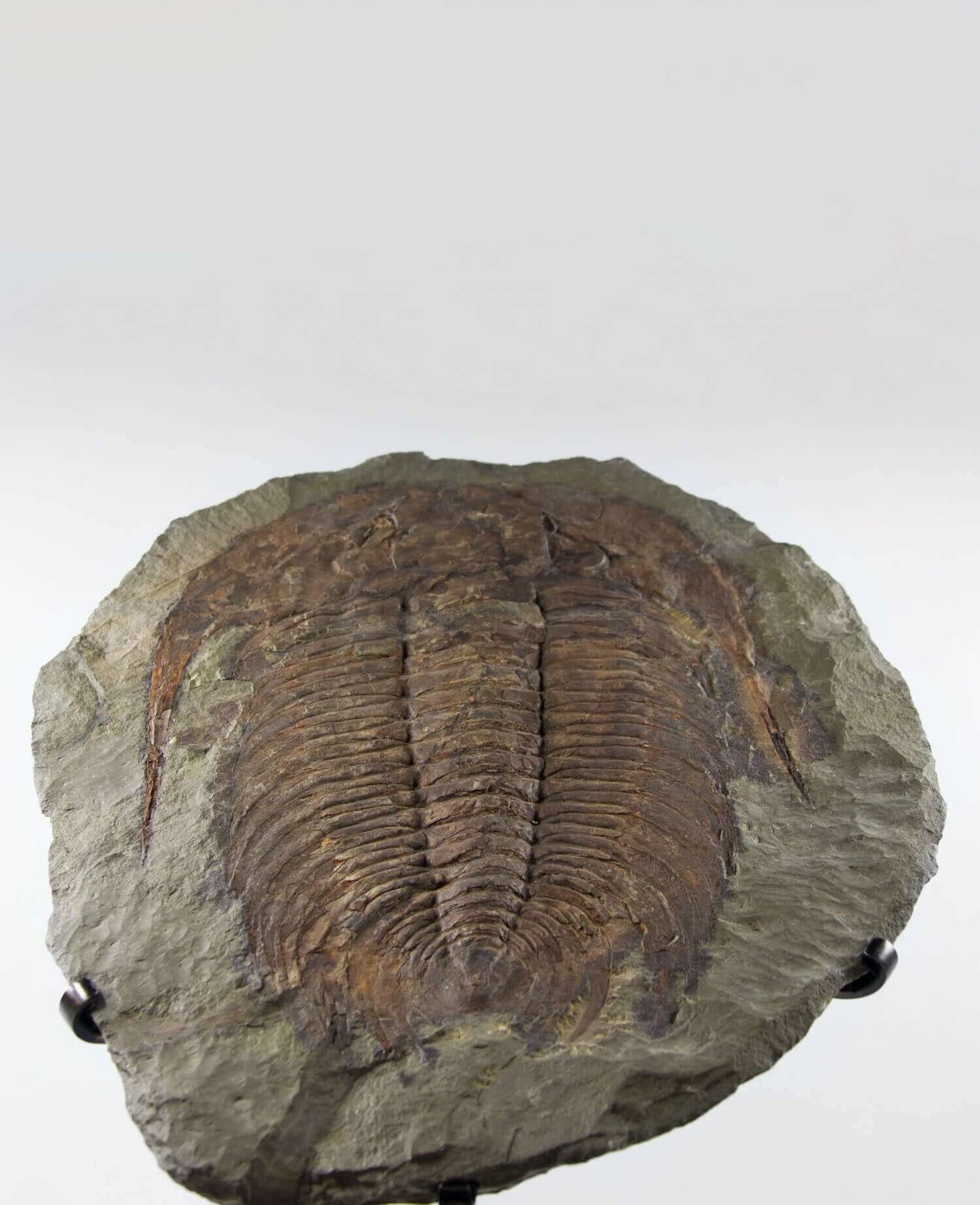 A museum-standard rare authentic Paradoxides acadoparadoxides measuring 620mm on THE FOSSIL STORE bronze stand series