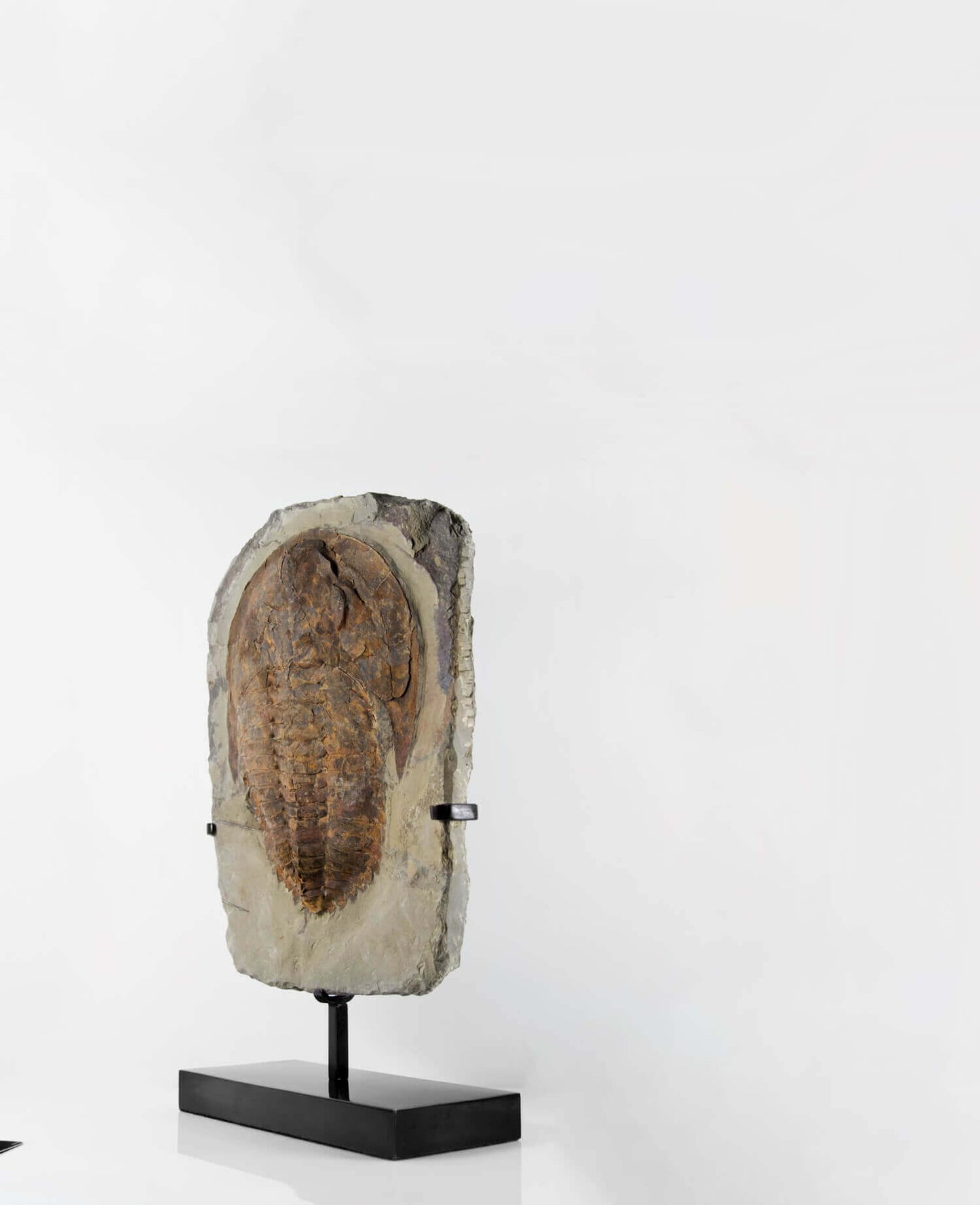 A Cambropallas tellesto fossil trilobite for sale measuring 410mm presented on a bronze stand at THE FOSSIL STORE