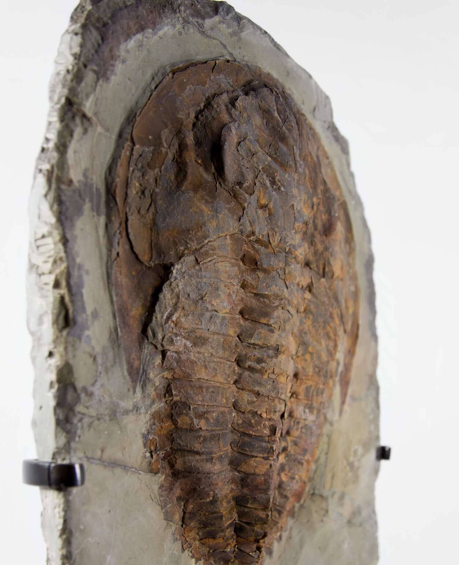 A Cambropallas tellesto fossil trilobite for sale measuring 410mm presented on a bronze stand at THE FOSSIL STORE