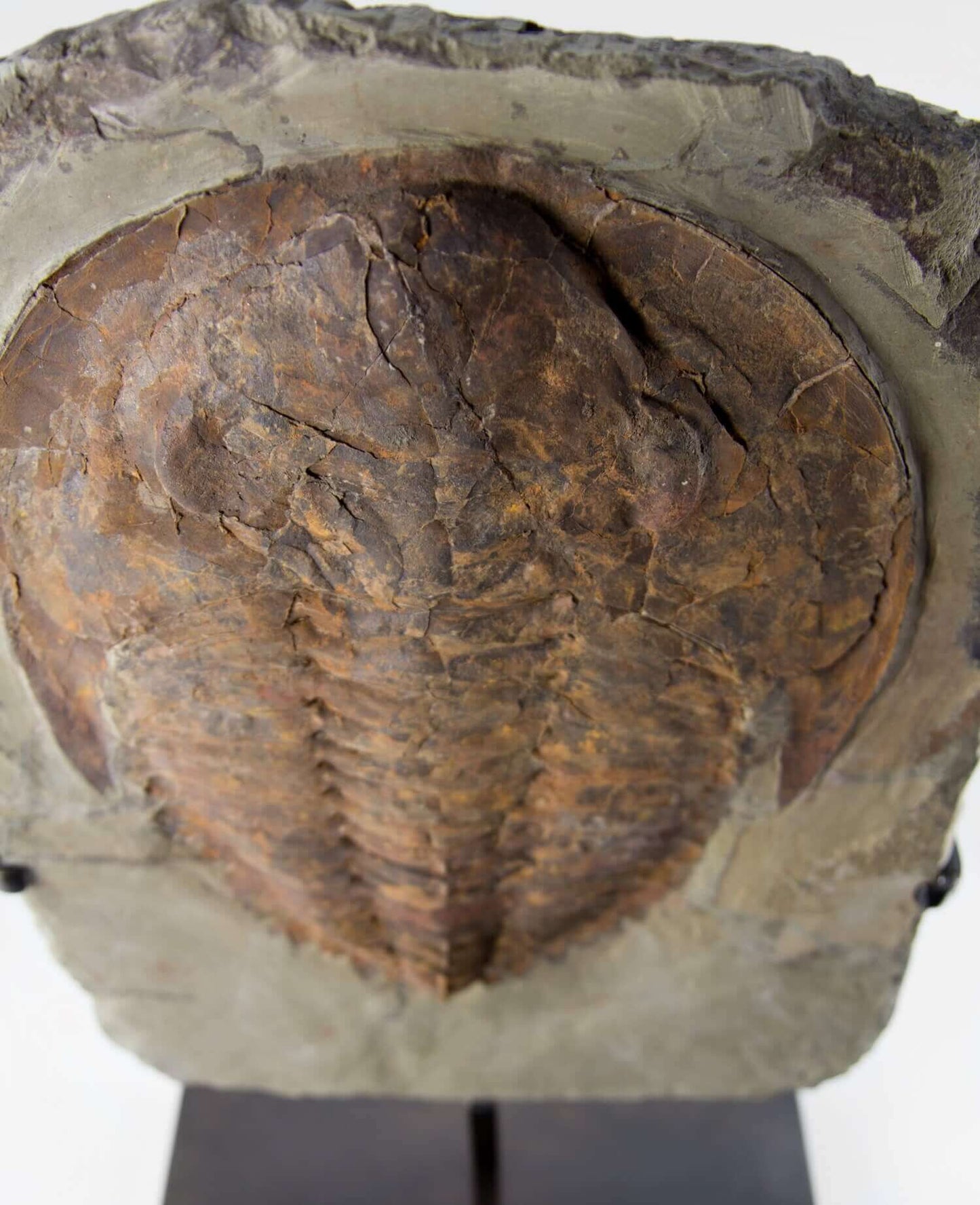 A Cambropallas tellesto fossil trilobite for sale measuring 410mm presented on a bronze stand at THE FOSSIL STORE