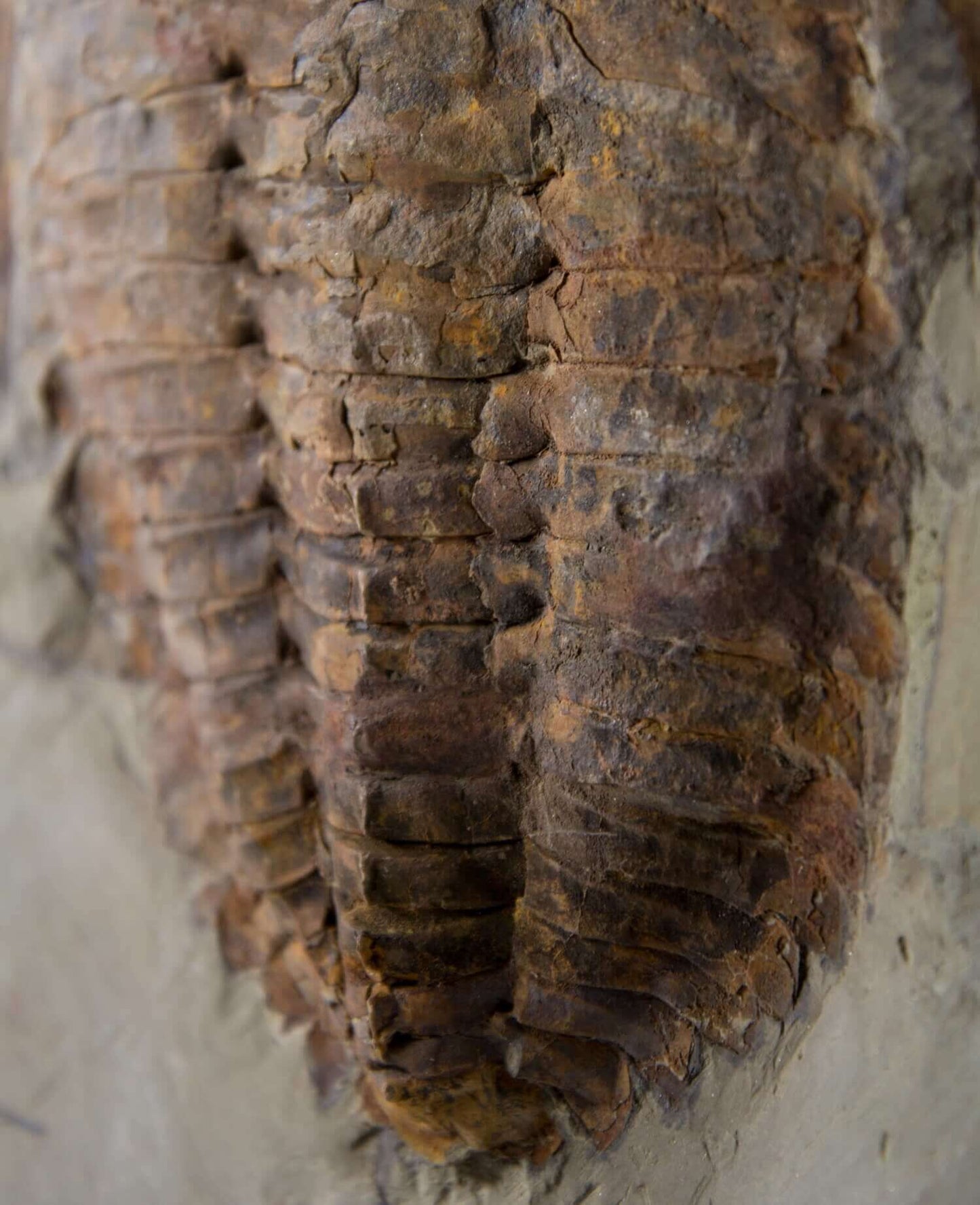 A Cambropallas tellesto fossil trilobite for sale measuring 410mm presented on a bronze stand at THE FOSSIL STORE