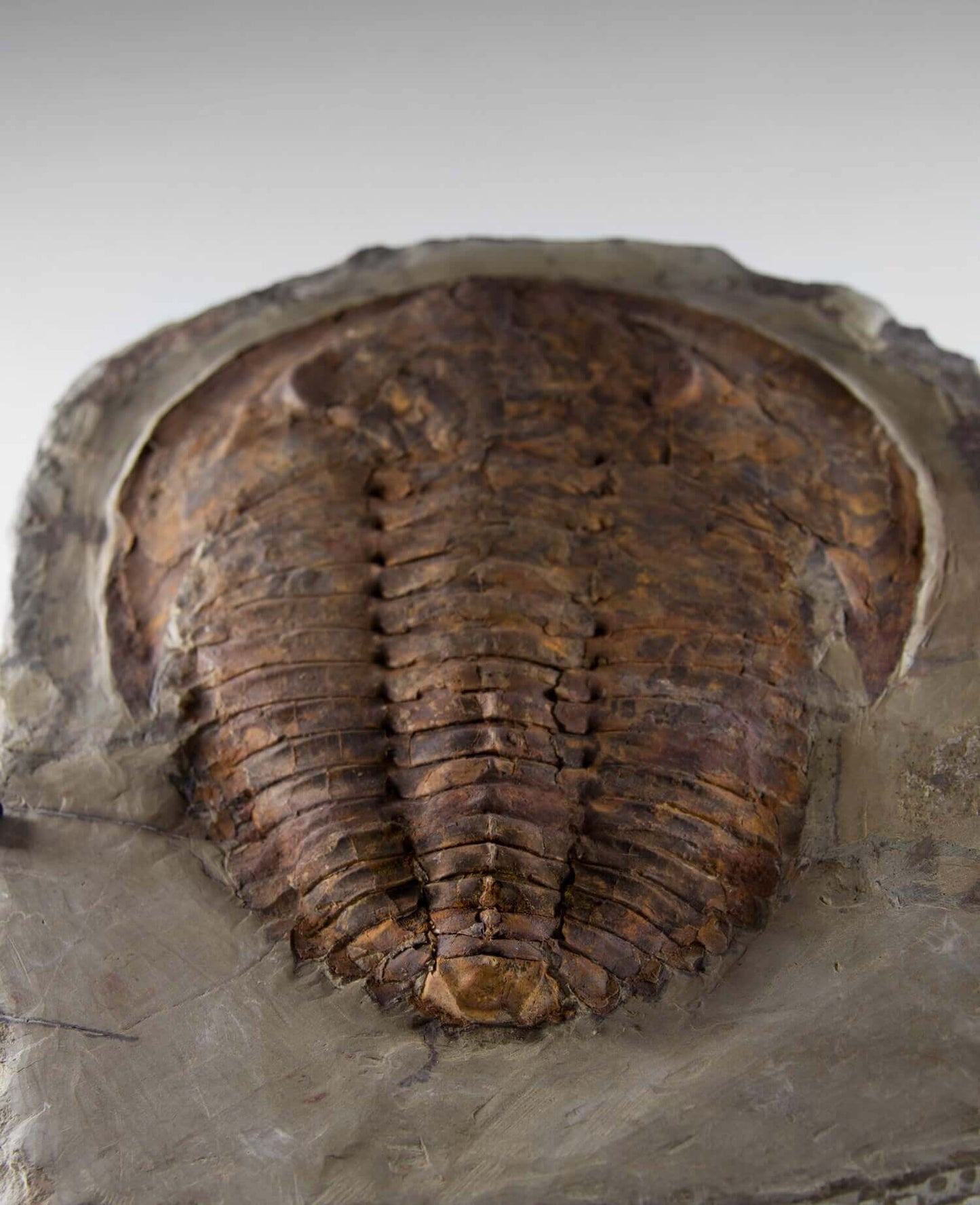 A Cambropallas tellesto fossil trilobite for sale measuring 410mm presented on a bronze stand at THE FOSSIL STORE