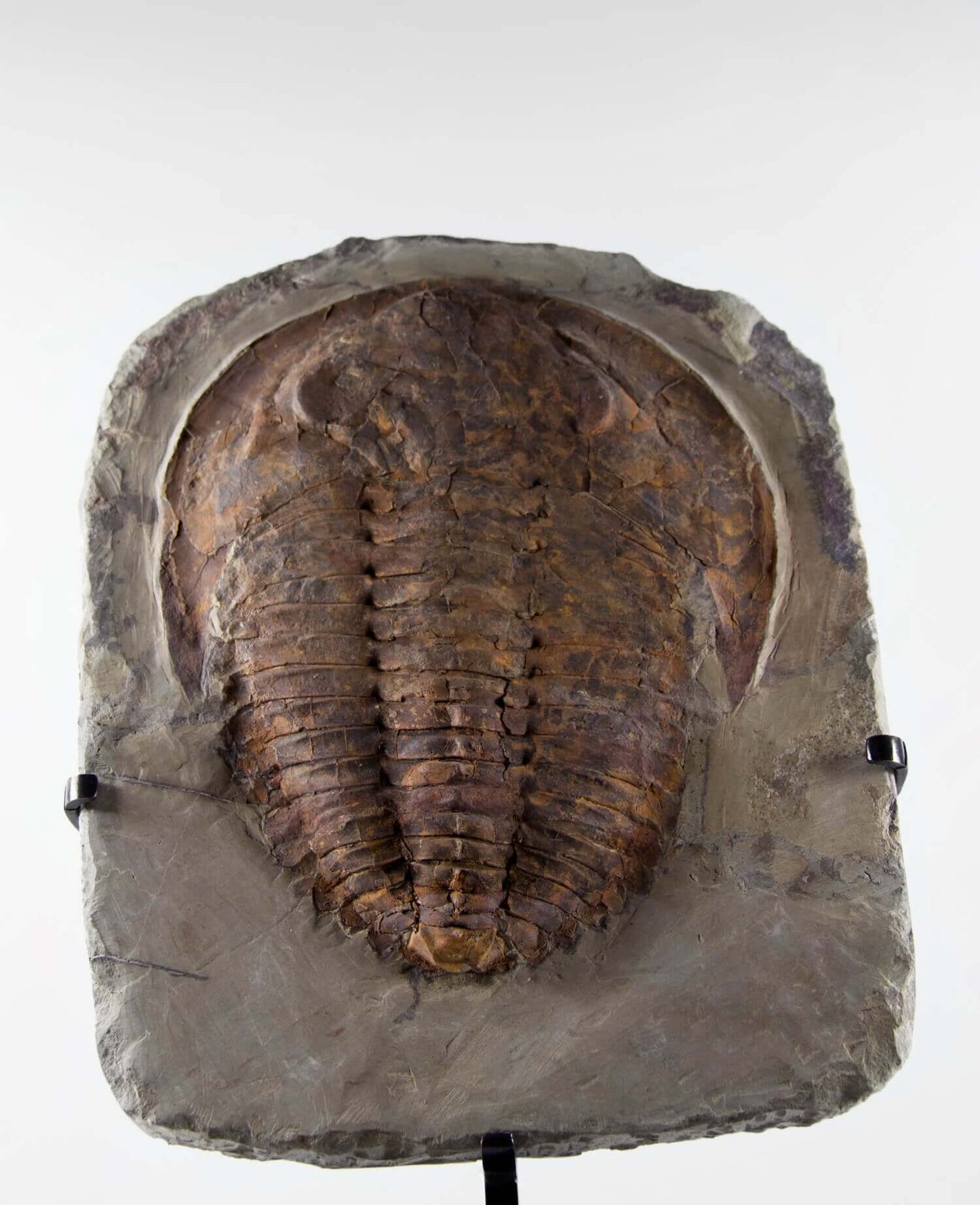 A Cambropallas tellesto fossil trilobite for sale measuring 410mm presented on a bronze stand at THE FOSSIL STORE