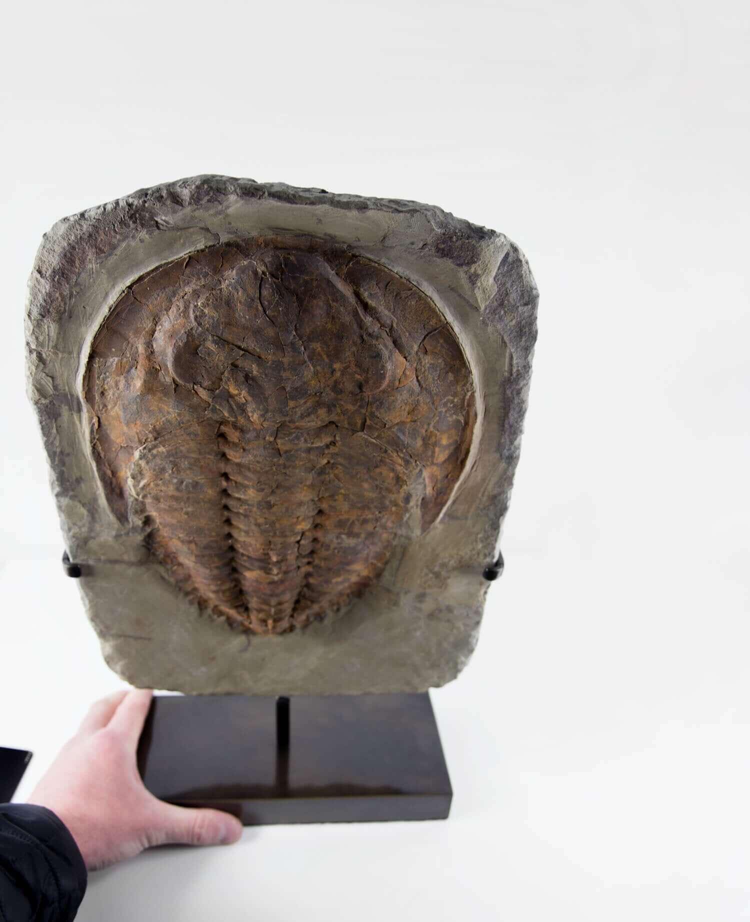 A Cambropallas tellesto fossil trilobite for sale measuring 410mm presented on a bronze stand at THE FOSSIL STORE