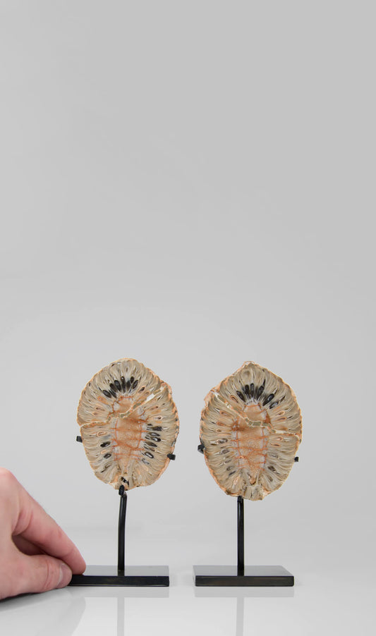 A rare museum-quality petrified Fir cone for sale split in two pieces measuring 93mm