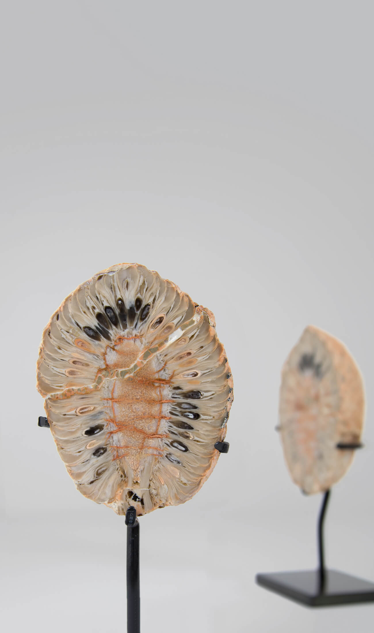 A rare museum-quality petrified Fir cone for sale split in two pieces measuring 93mm