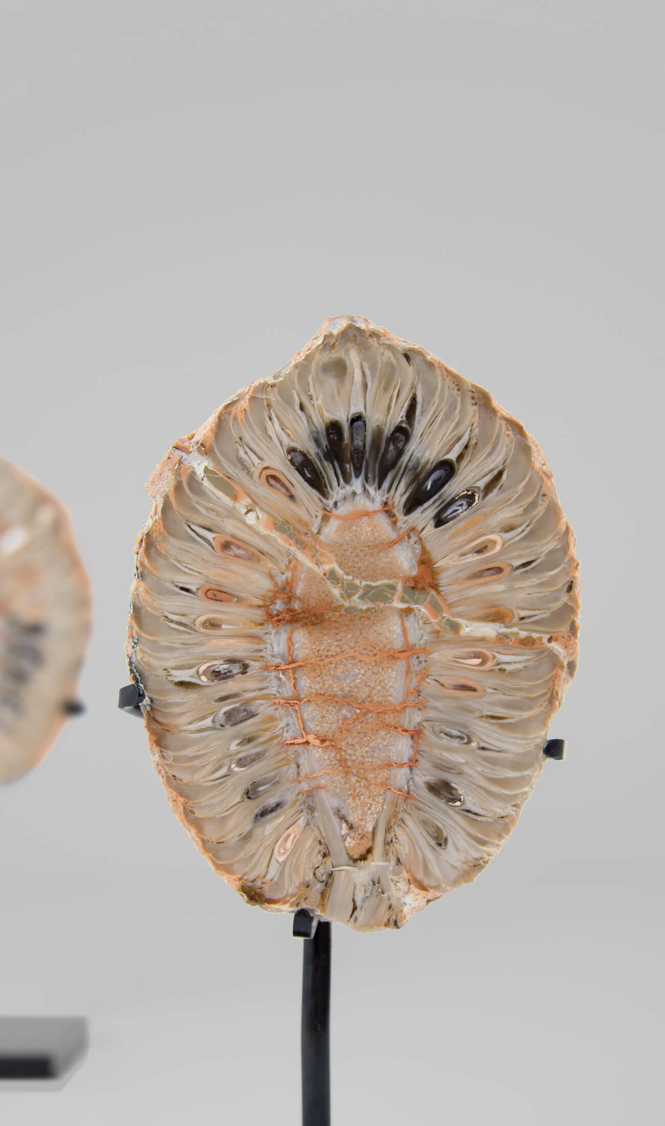 A rare museum-quality petrified Fir cone for sale split in two pieces measuring 93mm