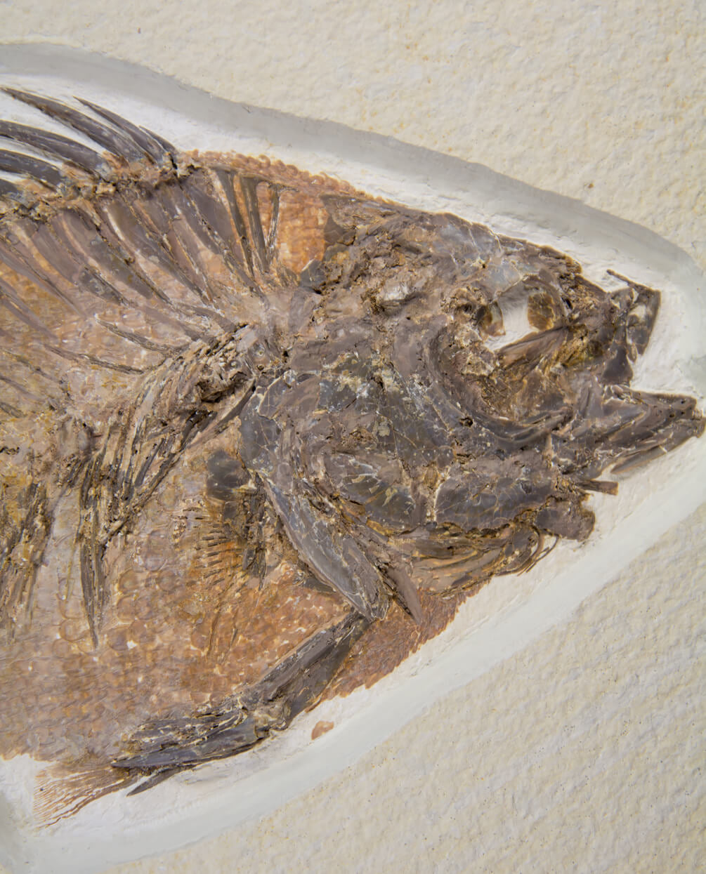 A wonderful example of a Priscacara serrata fossil fish for sale measuring 225mm at THE FOSSIL STORE