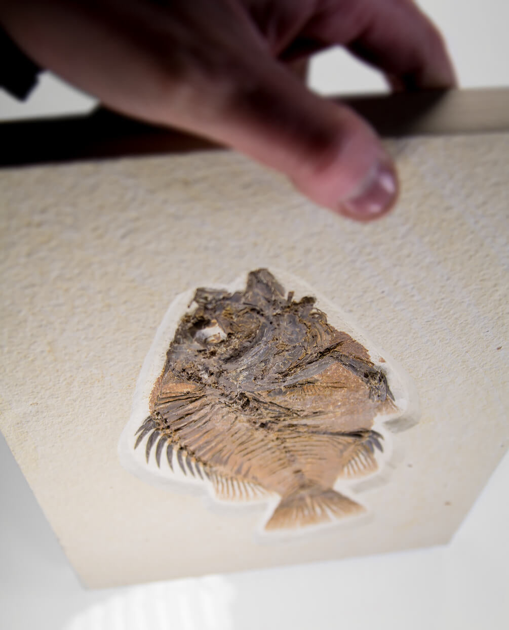 A wonderful example of a Priscacara serrata fossil fish for sale measuring 225mm at THE FOSSIL STORE