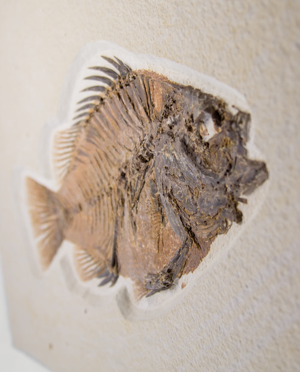 A wonderful example of a Priscacara serrata fossil fish for sale measuring 225mm at THE FOSSIL STORE