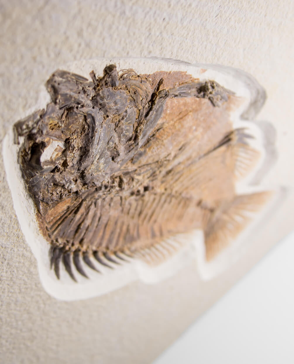 A wonderful example of a Priscacara serrata fossil fish for sale measuring 225mm at THE FOSSIL STORE