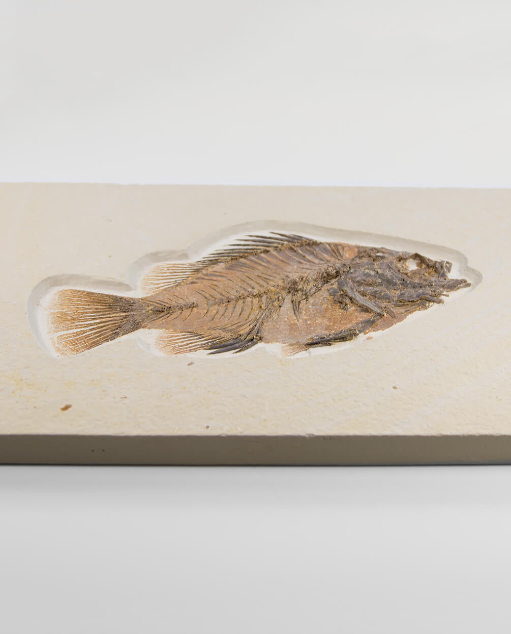 A wonderful example of a Priscacara serrata fossil fish for sale measuring 225mm at THE FOSSIL STORE