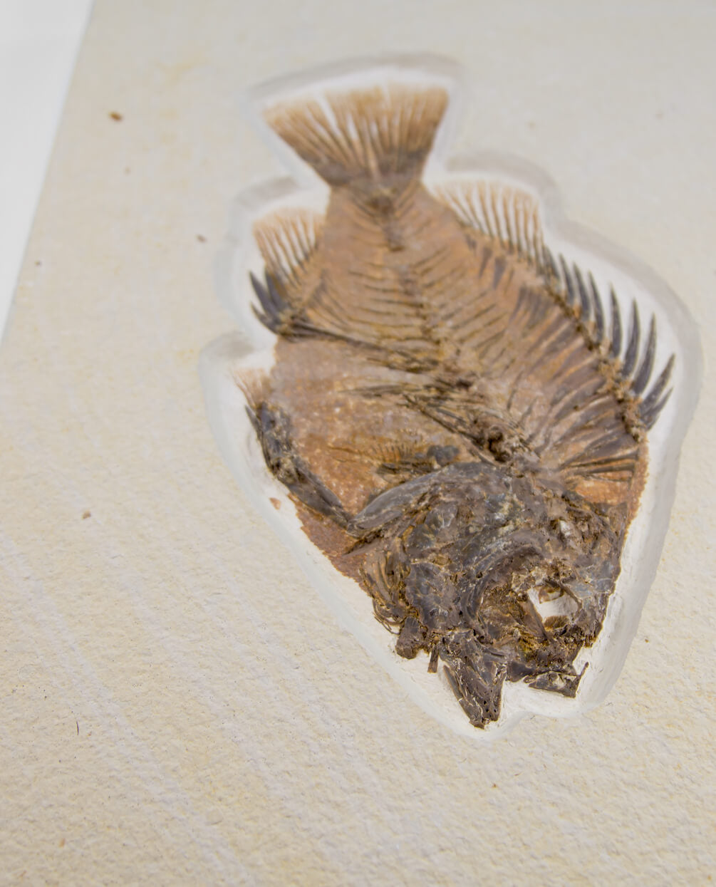 A wonderful example of a Priscacara serrata fossil fish for sale measuring 225mm at THE FOSSIL STORE