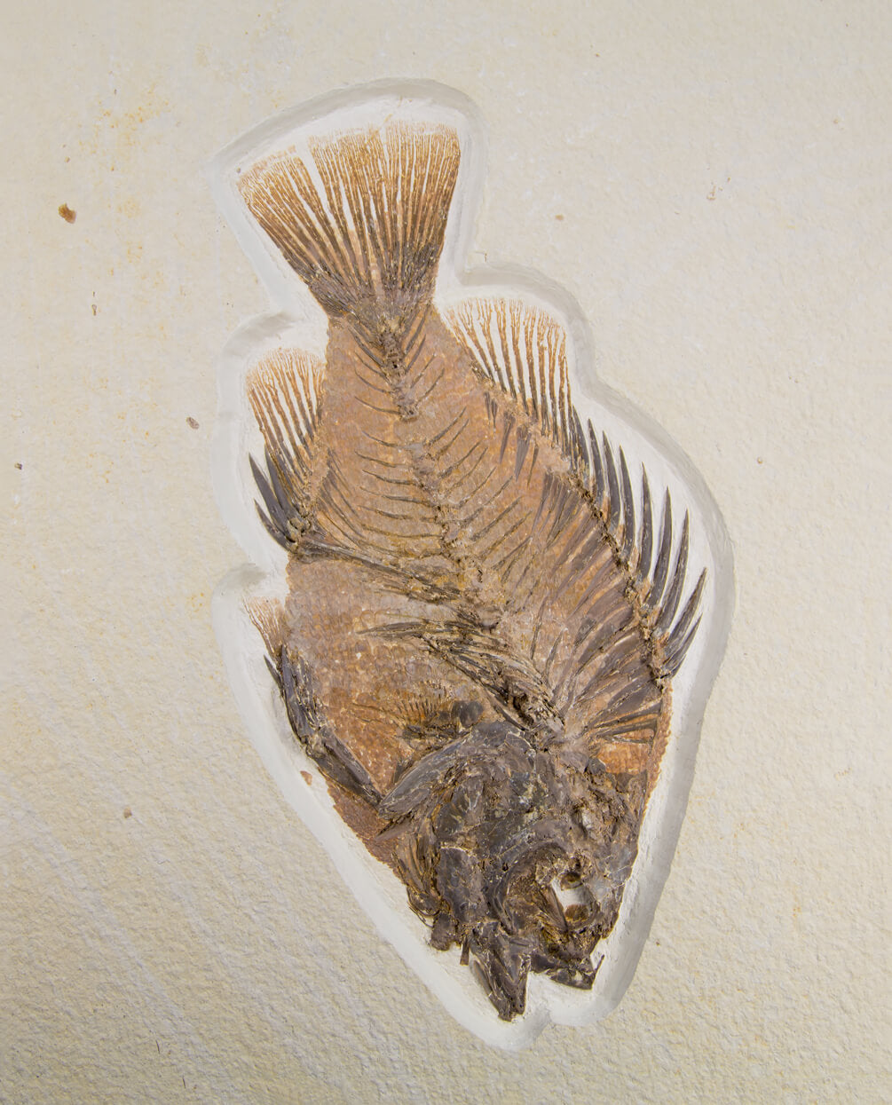 A wonderful example of a Priscacara serrata fossil fish for sale measuring 225mm at THE FOSSIL STORE