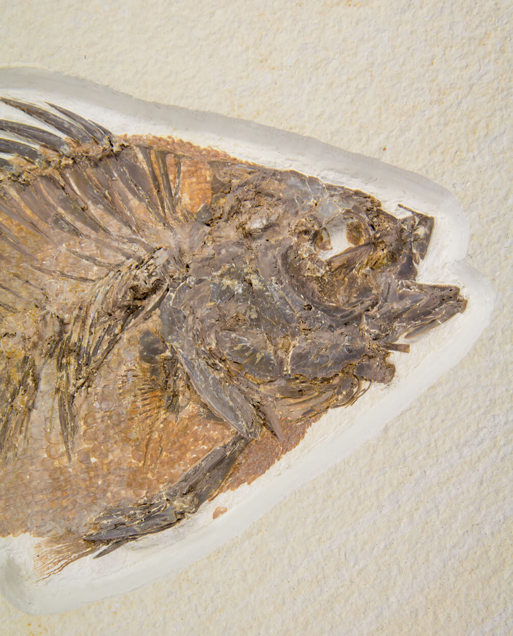 A wonderful example of a Priscacara serrata fossil fish for sale measuring 225mm at THE FOSSIL STORE