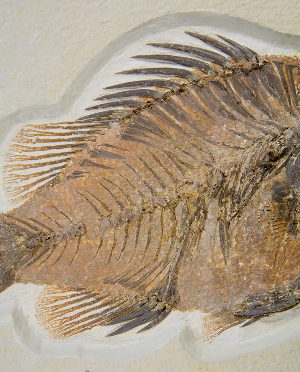 A wonderful example of a Priscacara serrata fossil fish for sale measuring 225mm at THE FOSSIL STORE