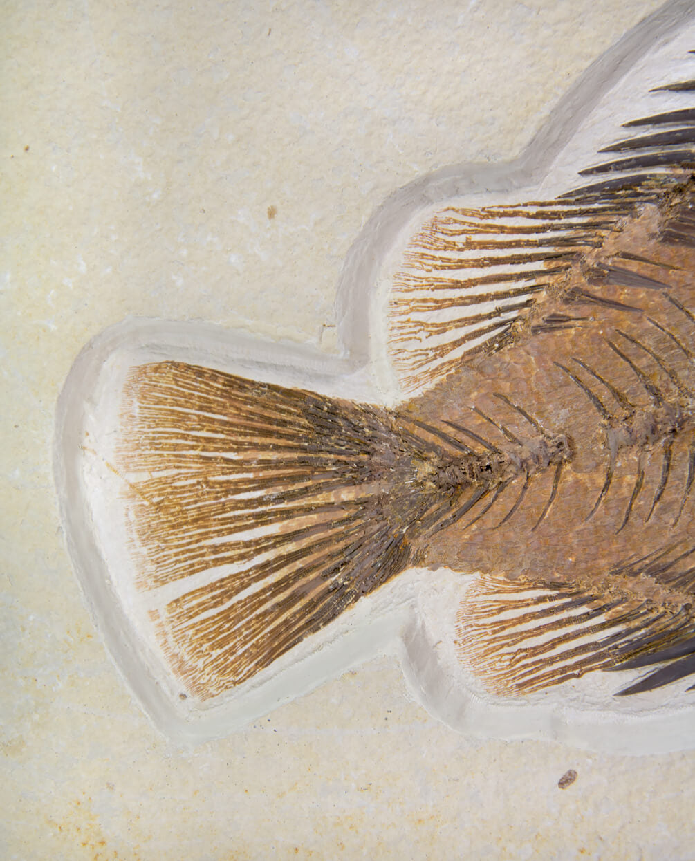 A wonderful example of a Priscacara serrata fossil fish for sale measuring 225mm at THE FOSSIL STORE