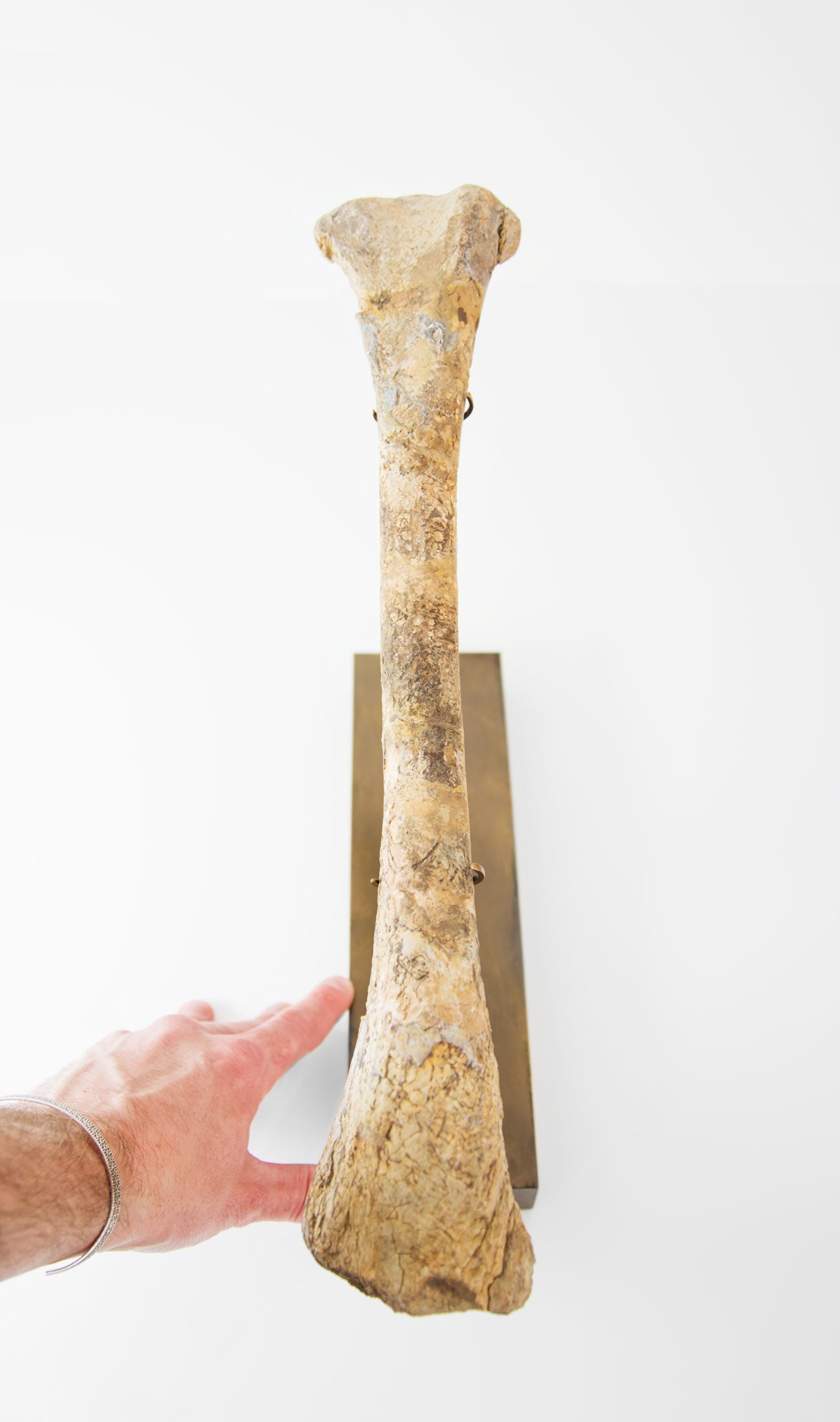 A rare Siroccopteryx pterosaur wing bone fossil measuring 395mm on THE FOSSIL STORE bronze stand series