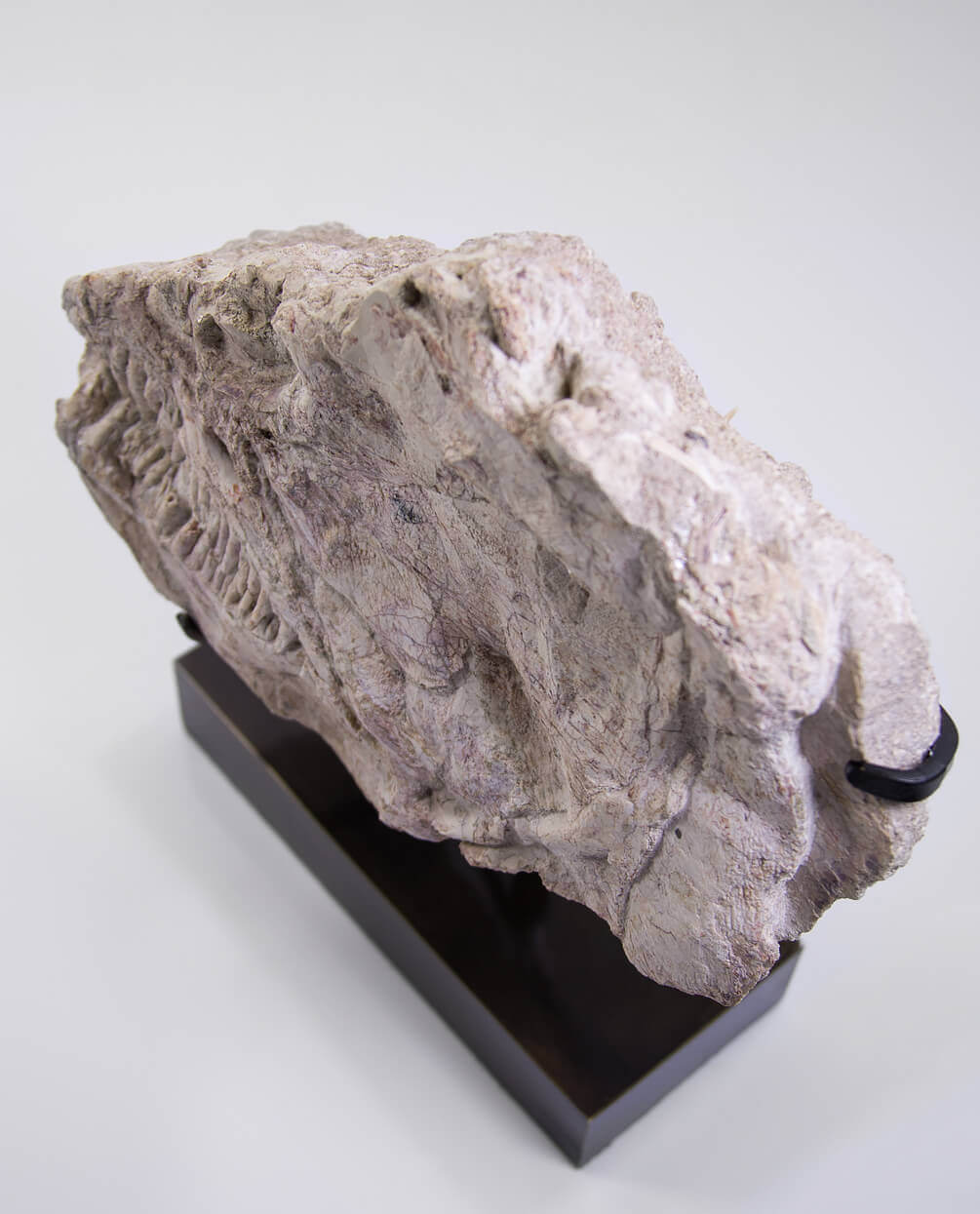 A Ray finned fish skull fossil for sale measuring 310mm presented on a bronze stand at THE FOSSIL STORE