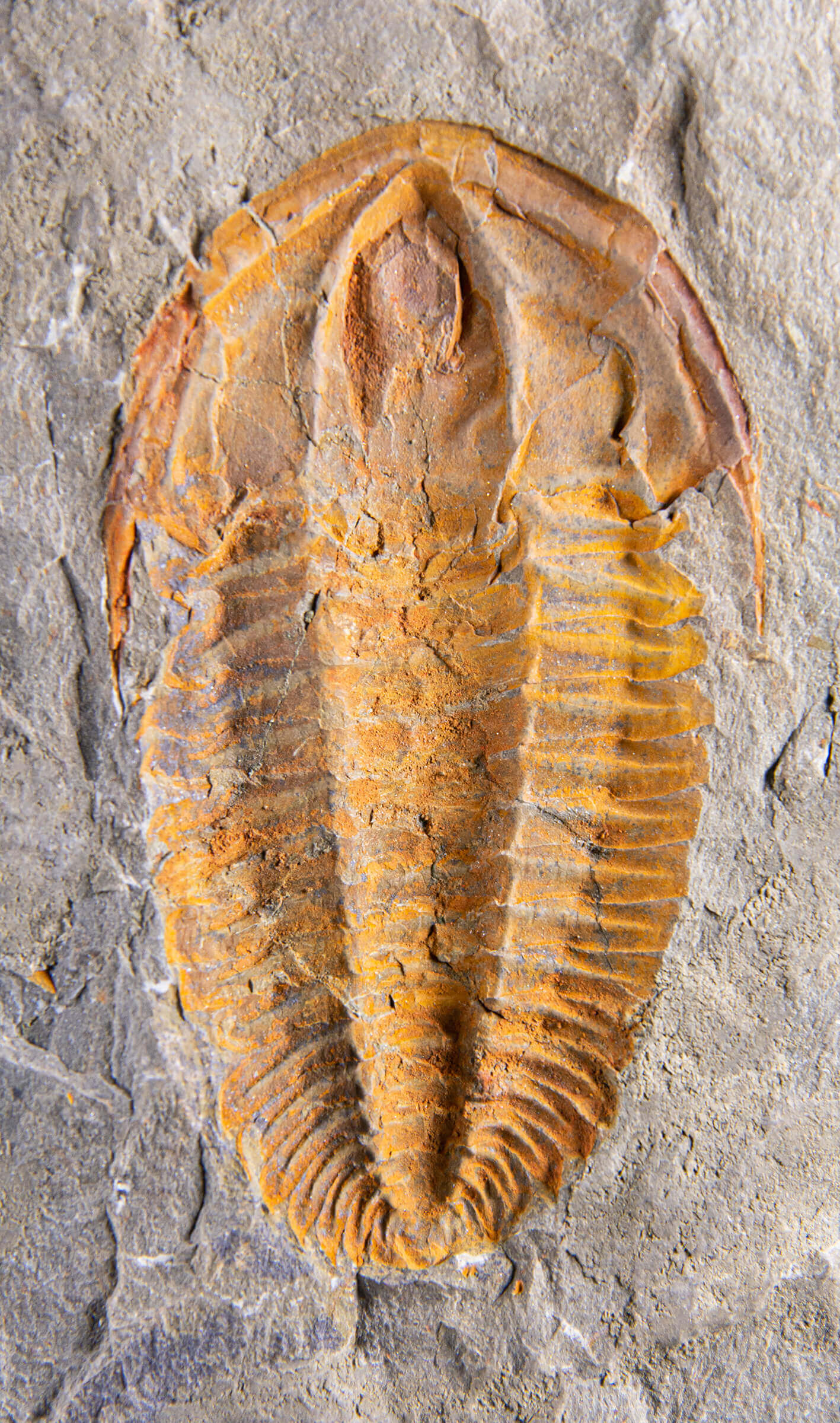 Rare fossil saukianda andalusiae trilobite for sale on brass stand 43