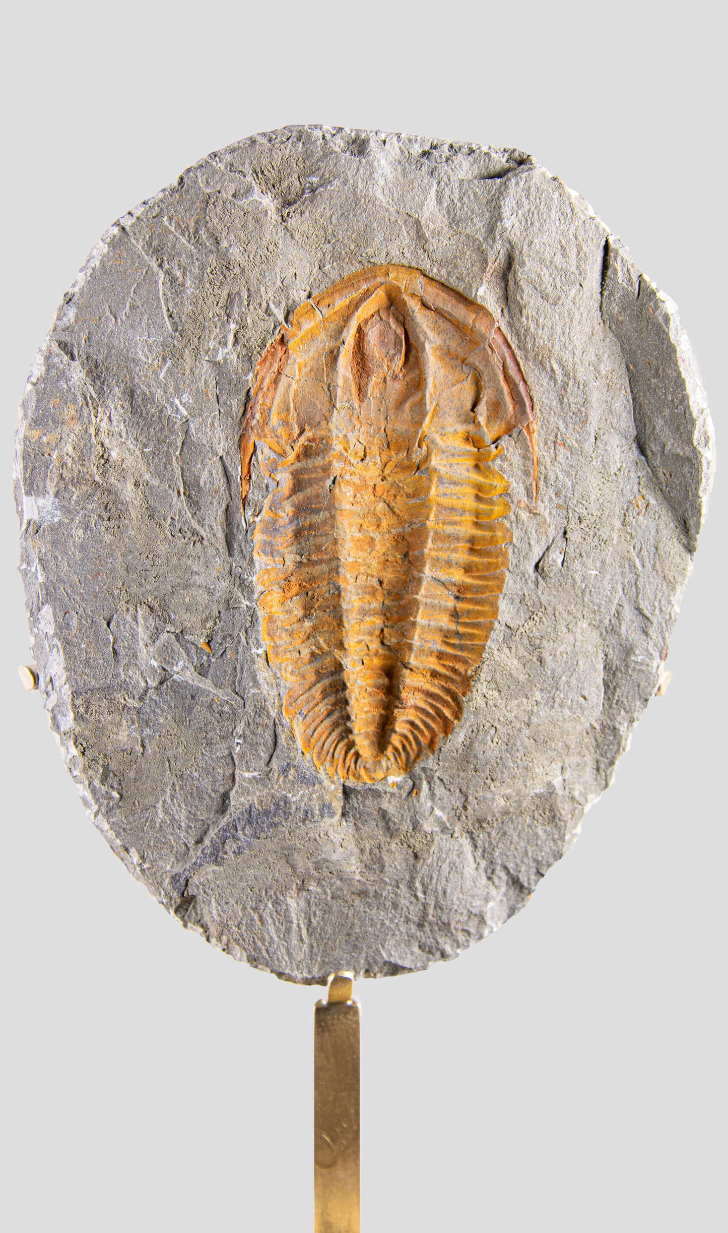 Rare fossil saukianda andalusiae trilobite for sale on brass stand 42