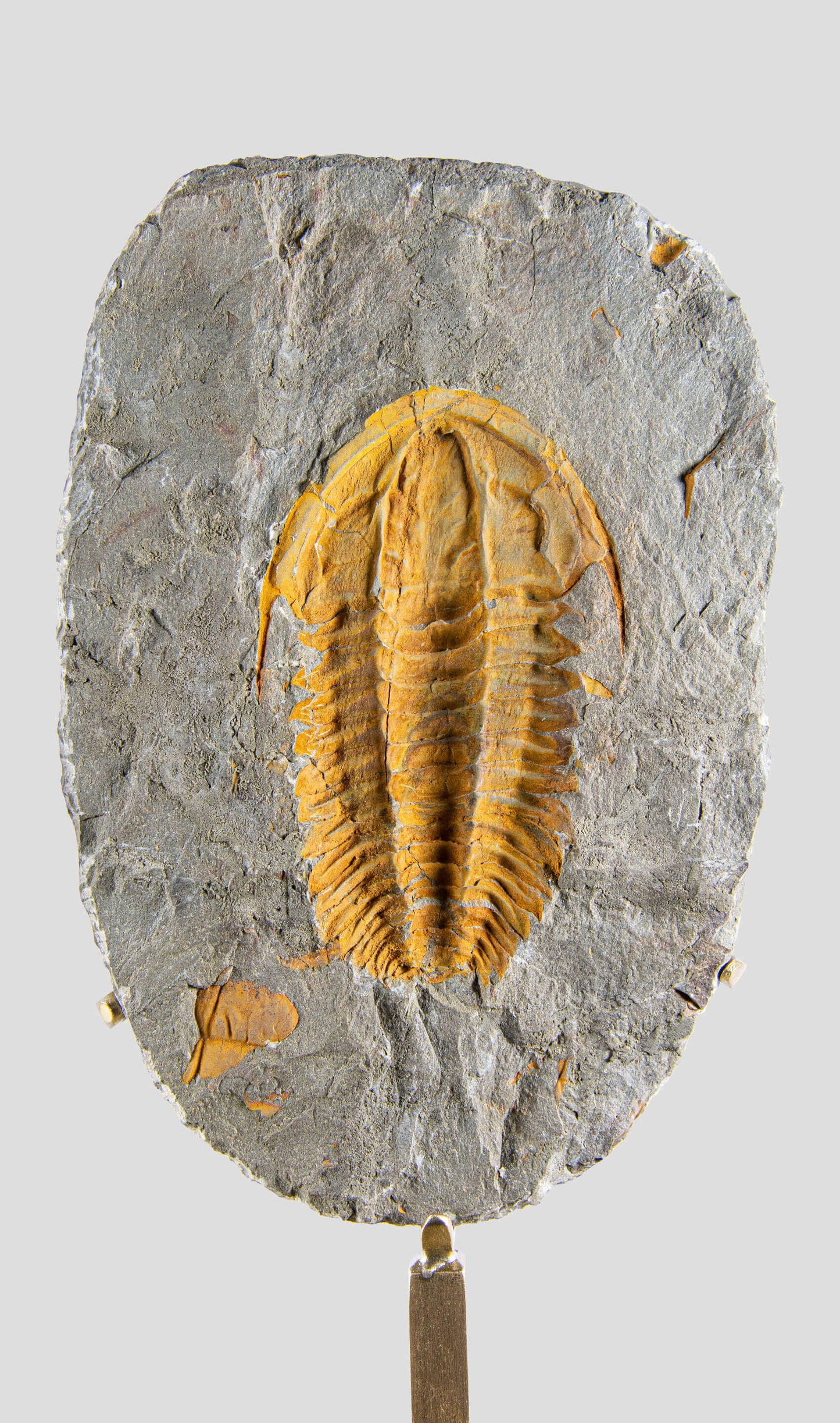 Rare fossil saukianda andalusiae trilobite for sale on brass stand 22