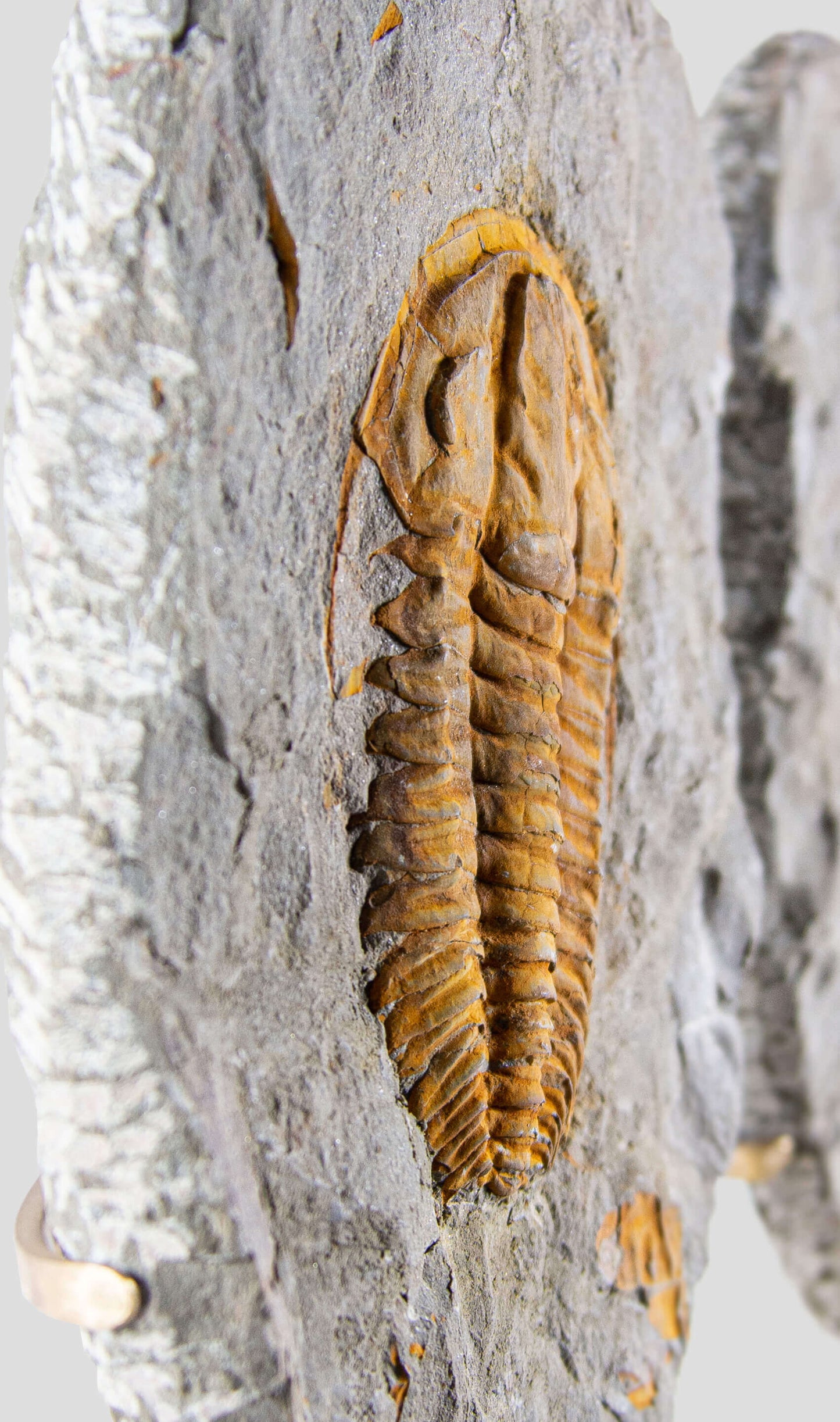 Rare fossil saukianda andalusiae trilobite for sale on brass stand 21