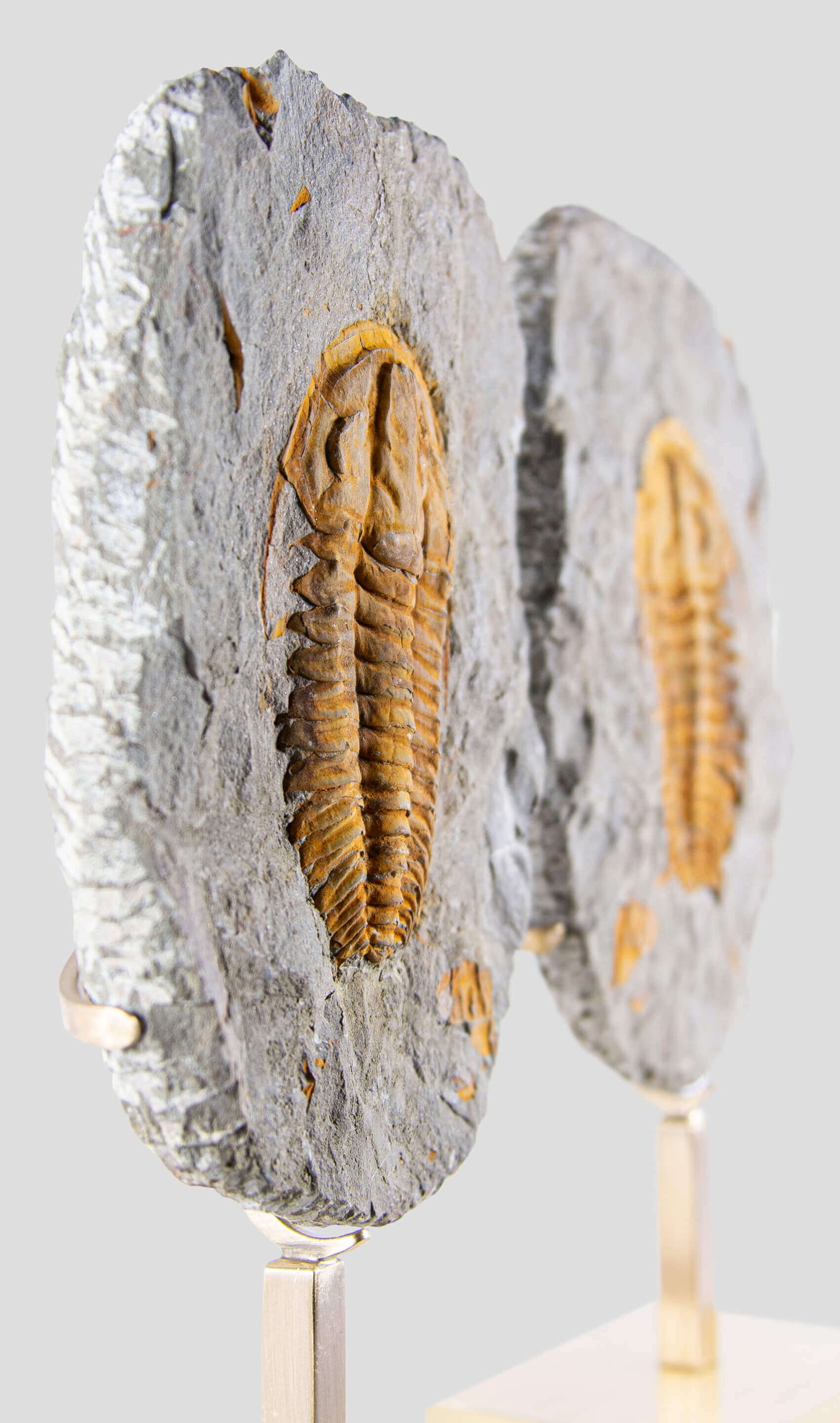 Rare fossil saukianda andalusiae trilobite for sale on brass stand 20