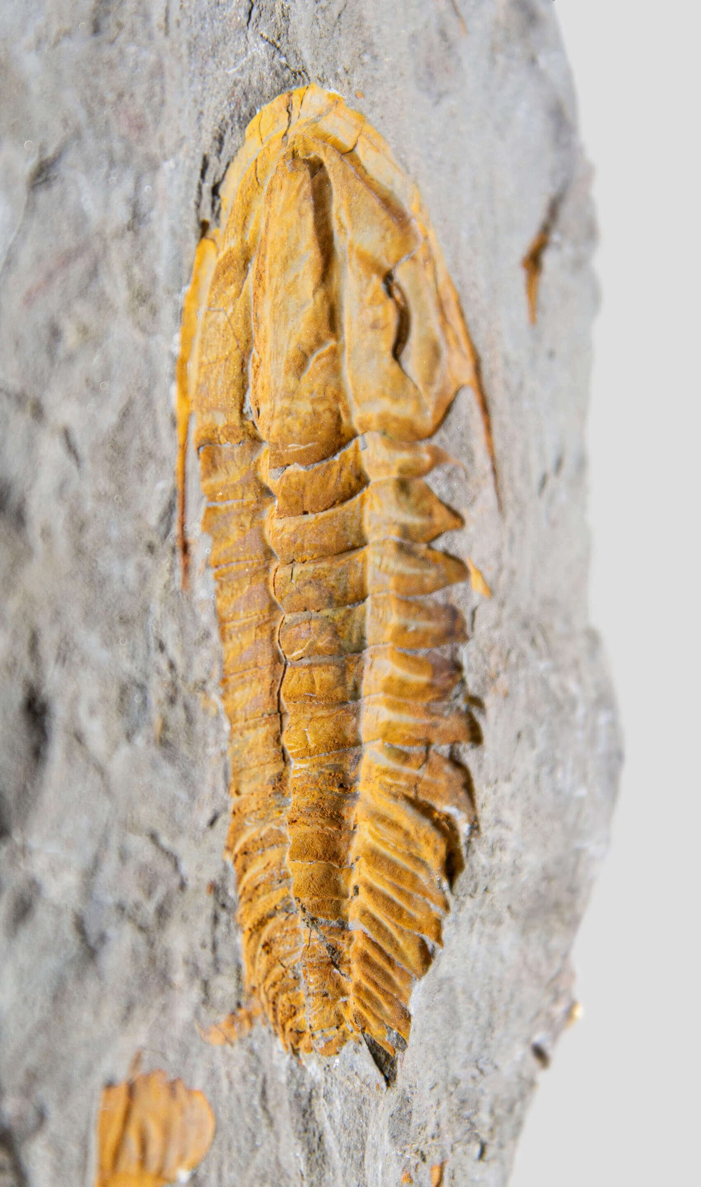 Rare fossil saukianda andalusiae trilobite for sale on brass stand 19