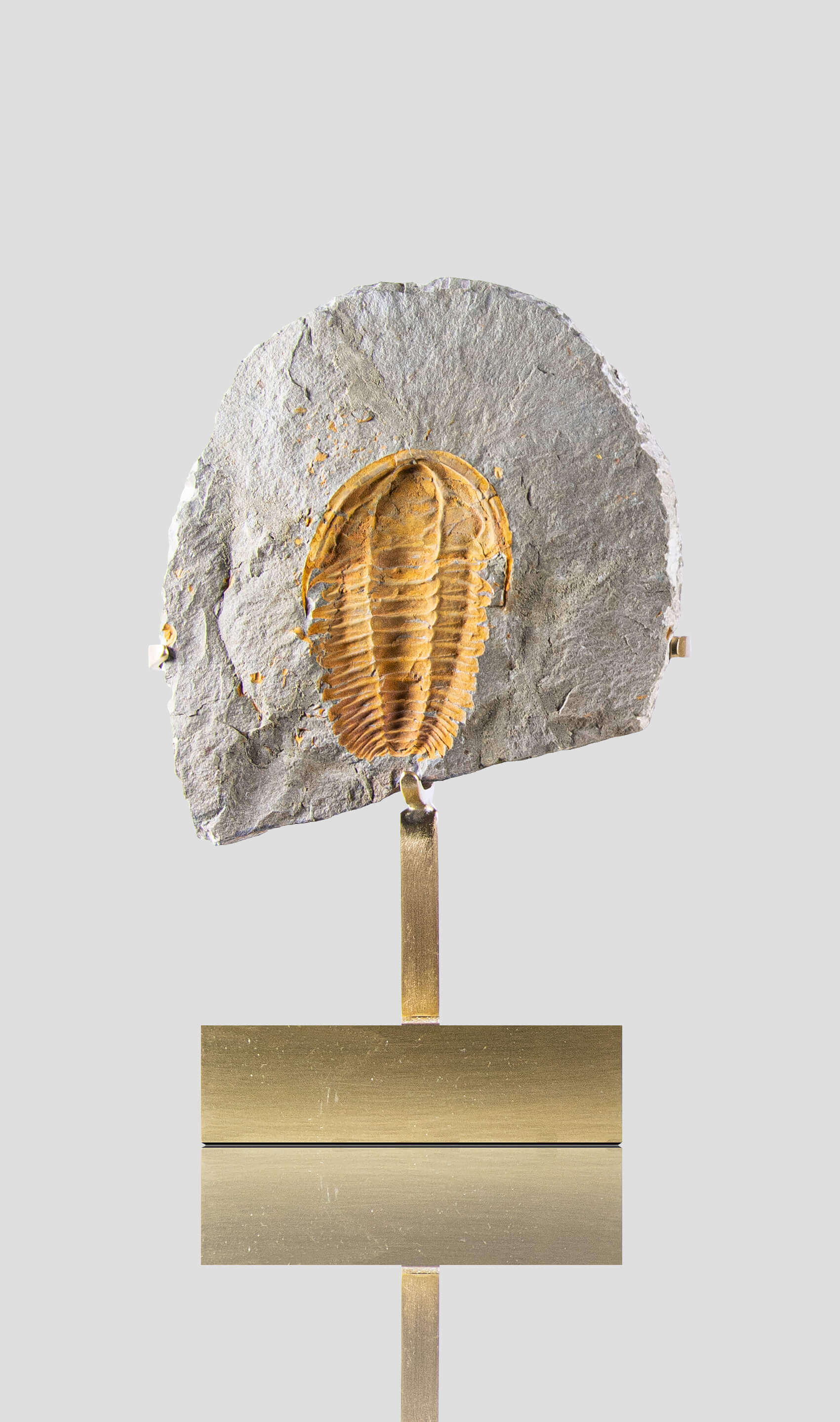 Rare fossil saukianda andalusiae trilobite for sale on brass stand 13