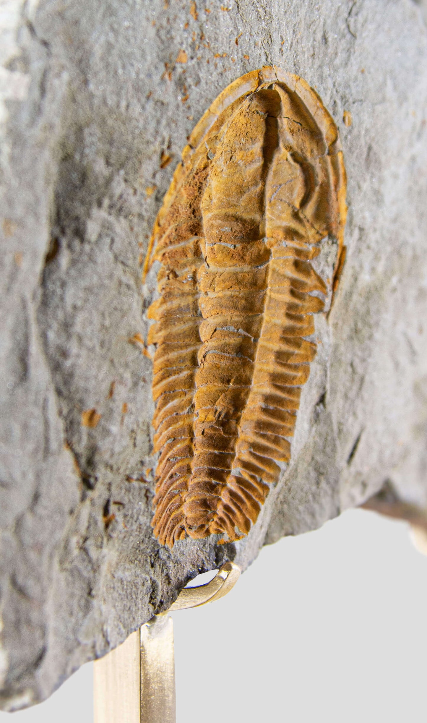 Rare fossil saukianda andalusiae trilobite for sale on brass stand 8