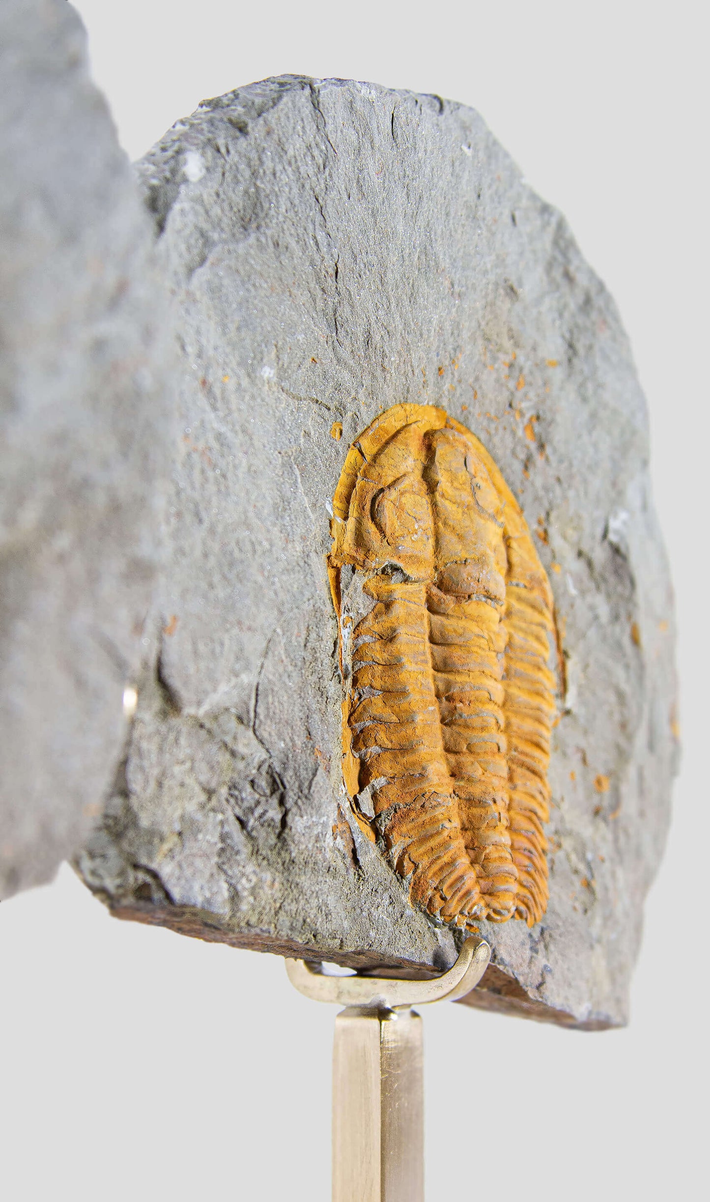 Rare fossil saukianda andalusiae trilobite for sale on brass stand 6