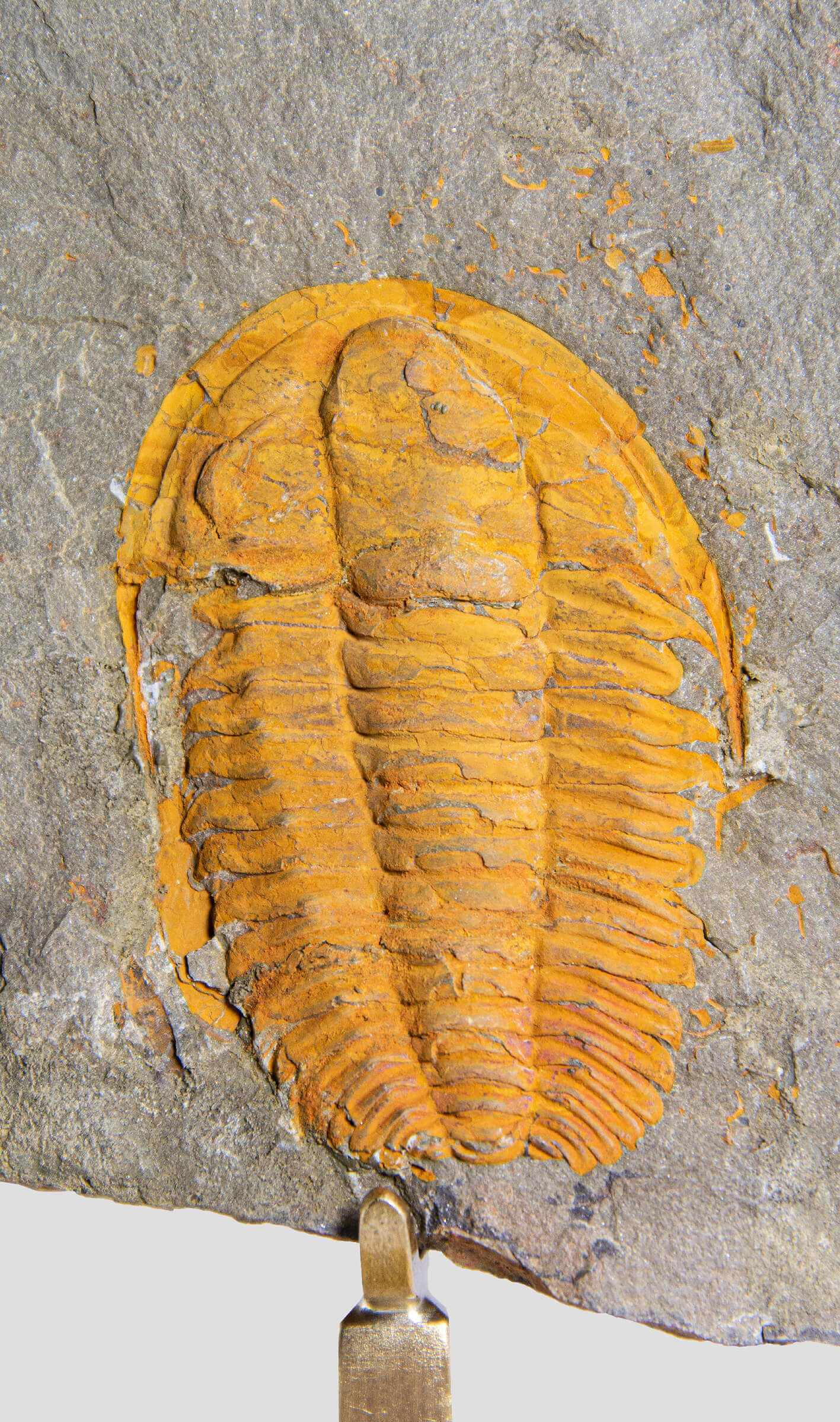 Rare fossil saukianda andalusiae trilobite for sale on brass stand